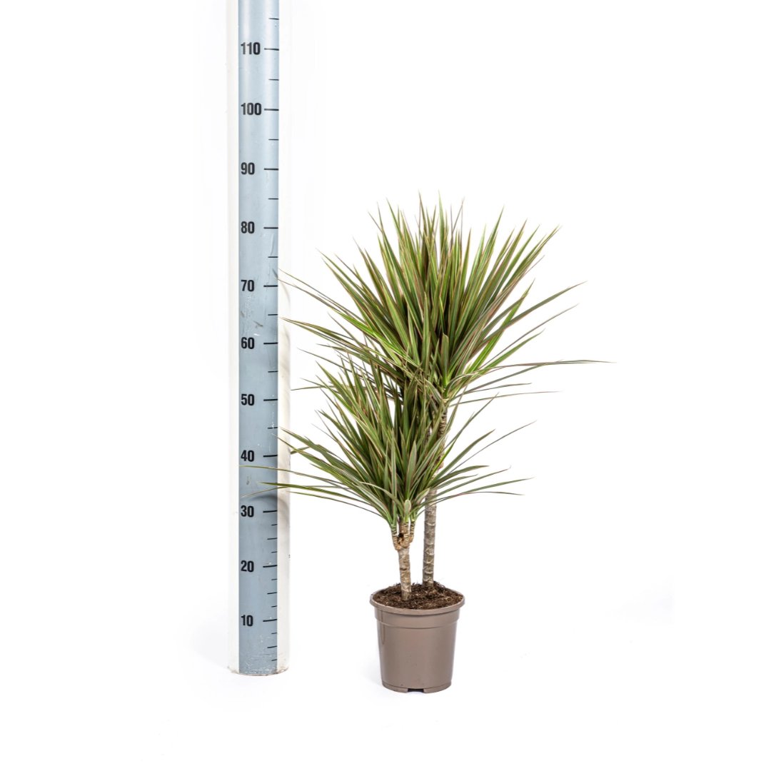 Dracaena Marginata Bicolor – Pflanze im Ambiente
