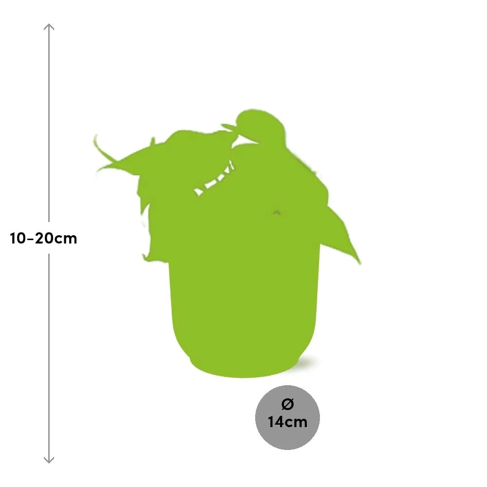 Philodendron Scandens in natürlichem Licht