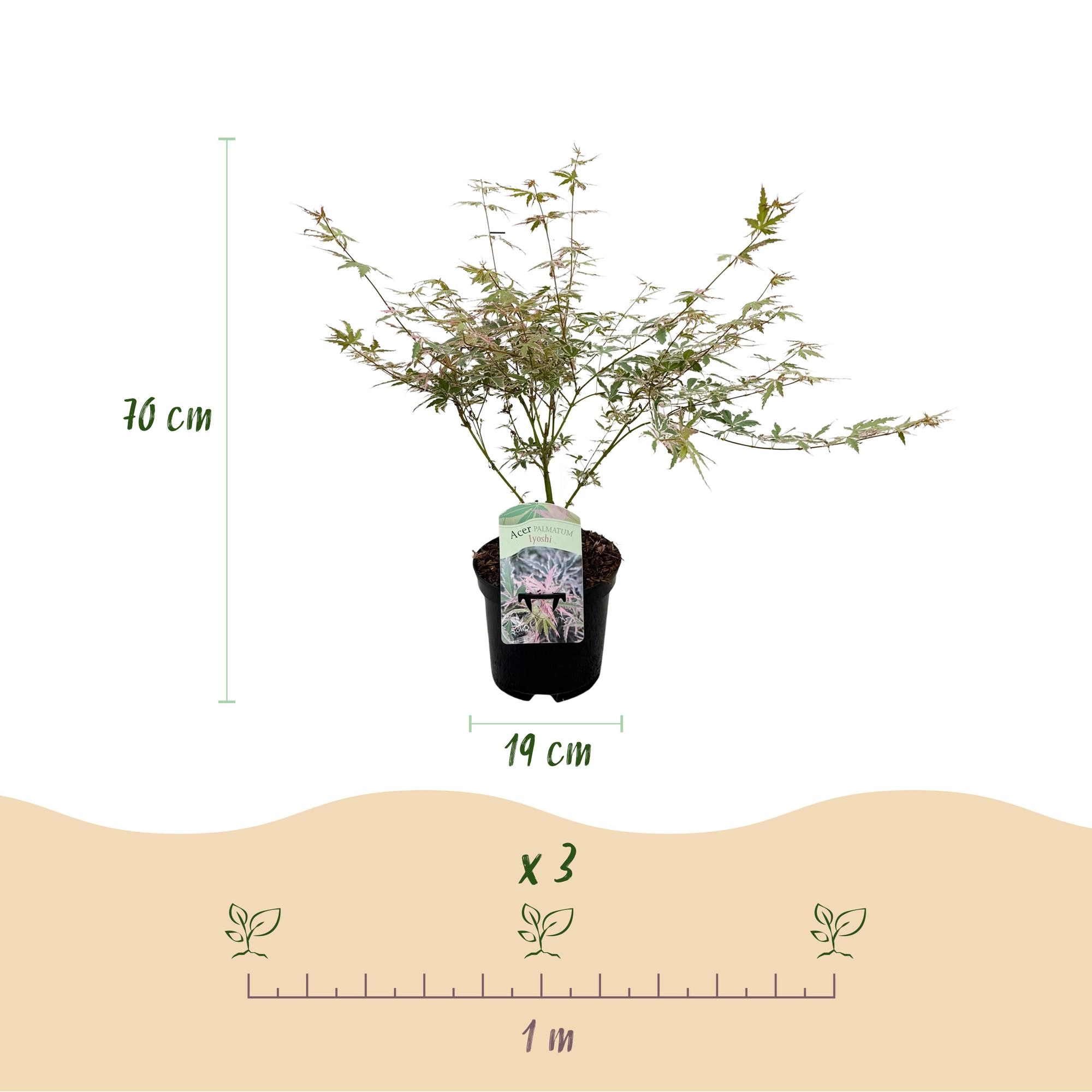 Acer palmatum Iyoshi – Japanischer Ahorn