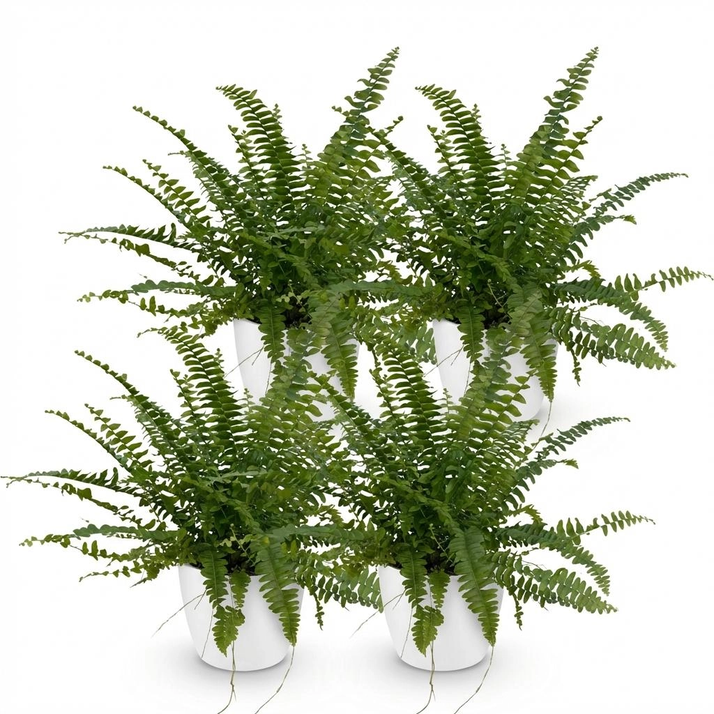 Nephrolepsis exaltata Green Lady - Detailaufnahme hängende Blätter