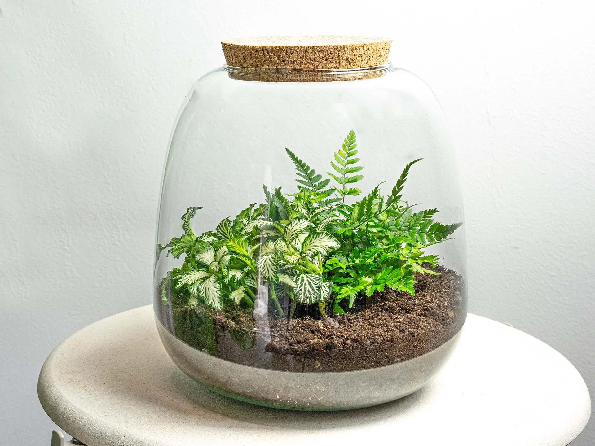 Pflanzen-Terrarium