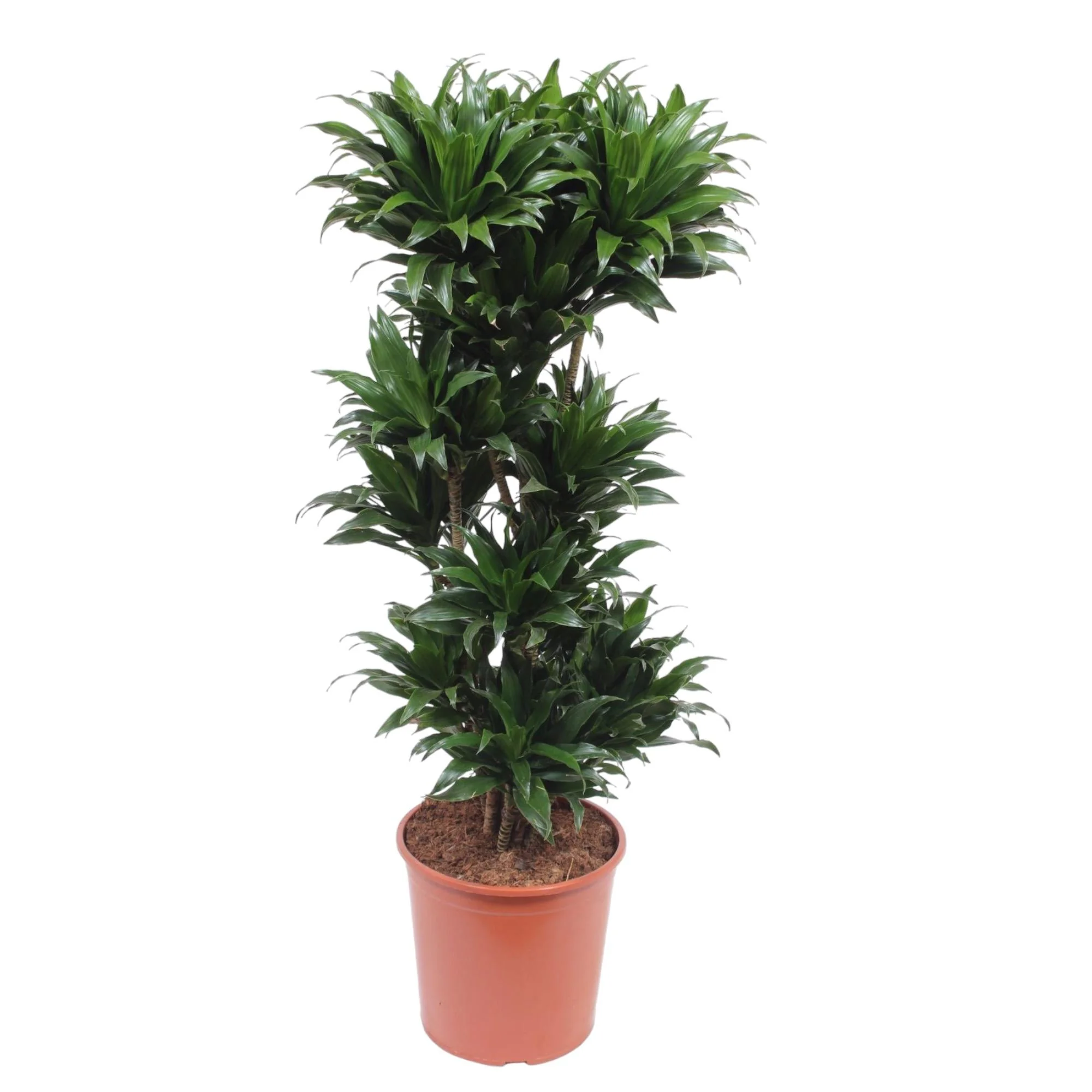 Dracaena Compacta - Übersicht