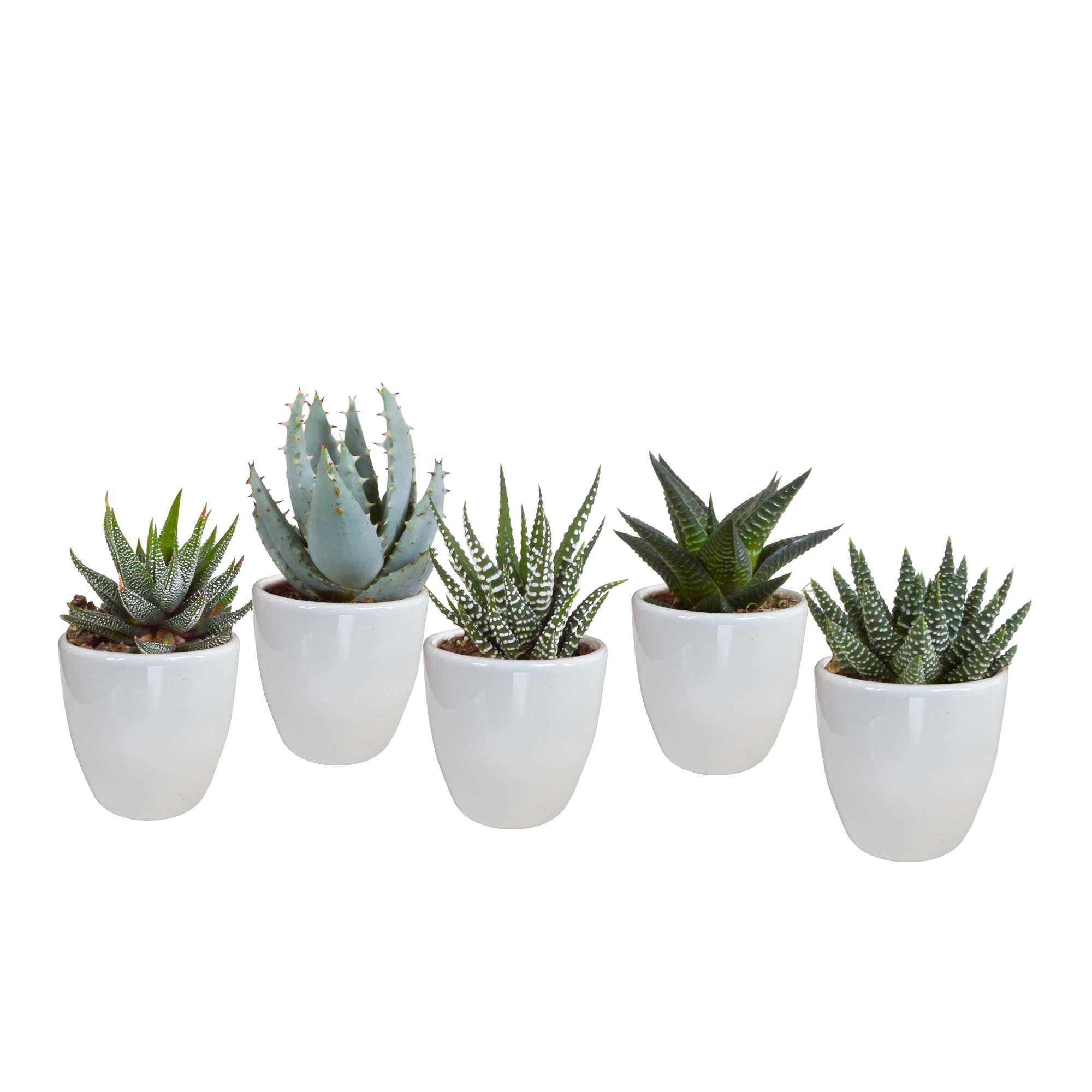 Bunte Gasteria/Haworthia Mischung