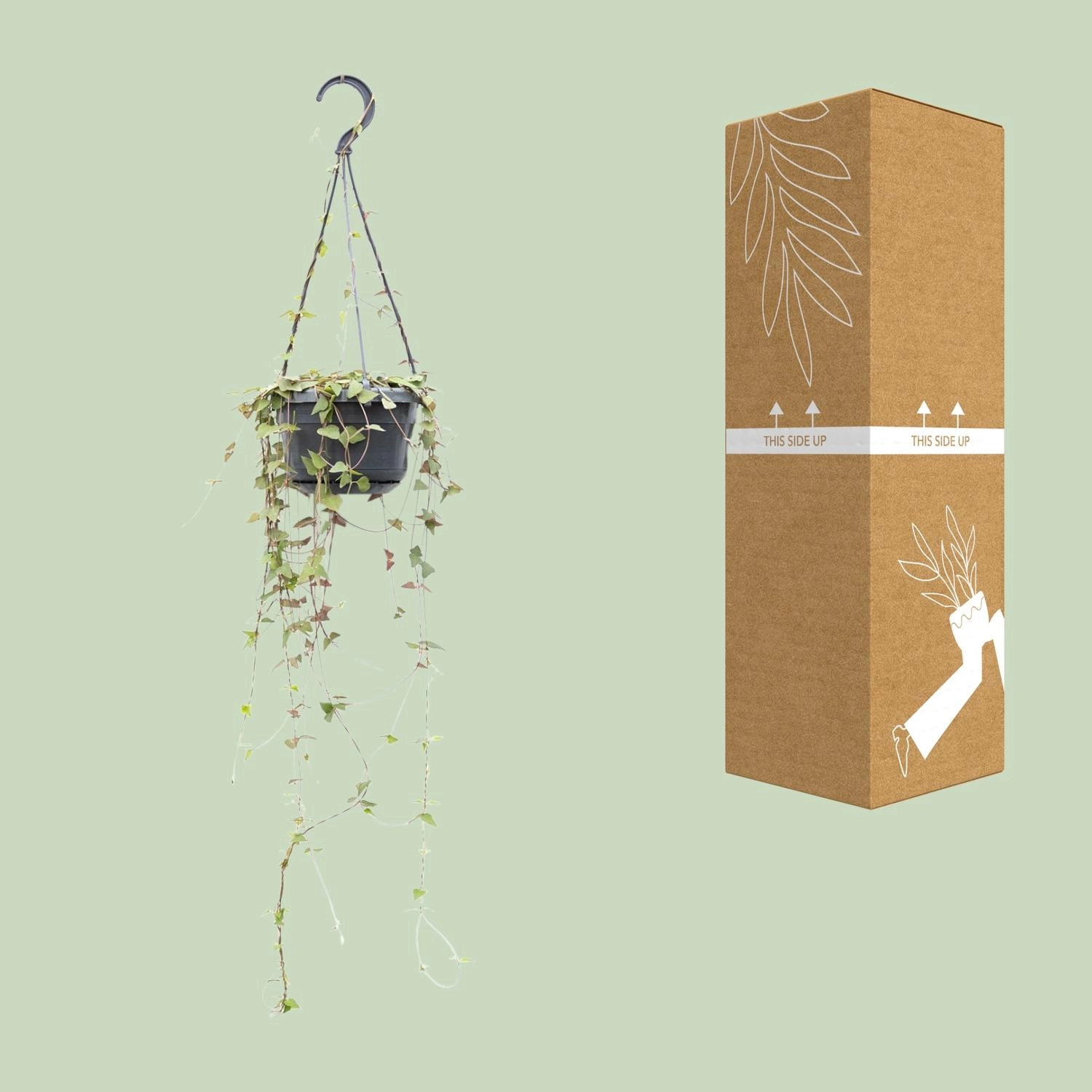 Detailaufnahme der Ceropegia Linearis 'Remy'