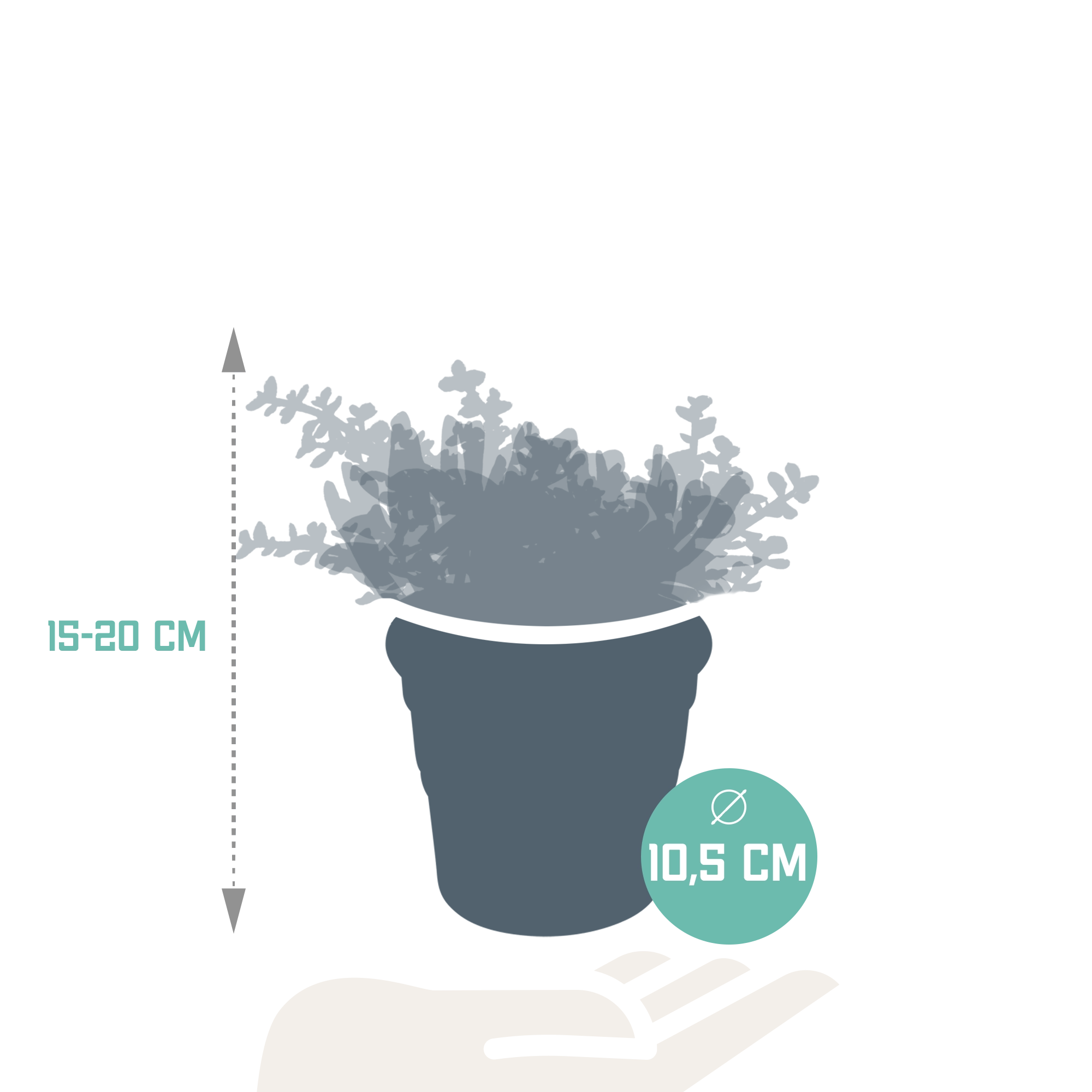 Detailaufnahme der Crassulas