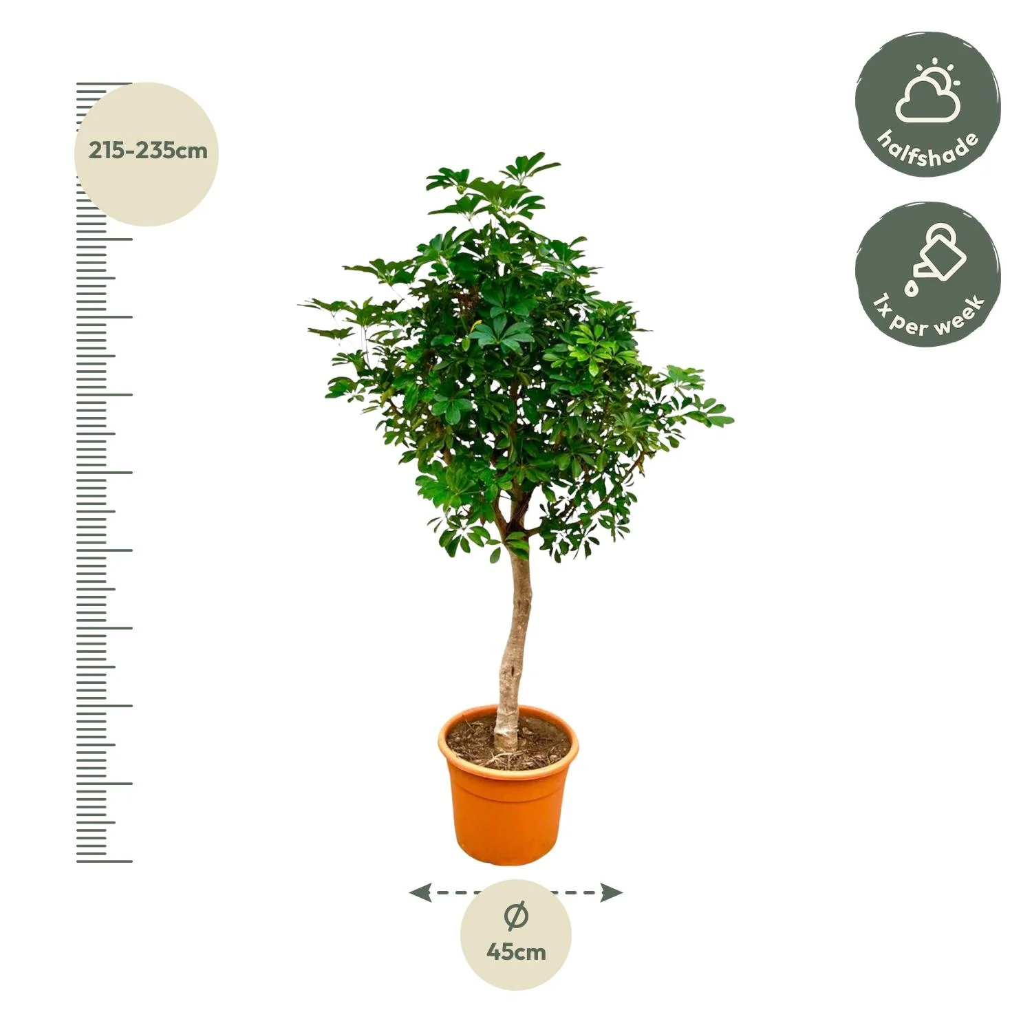 Schefflera Blätter