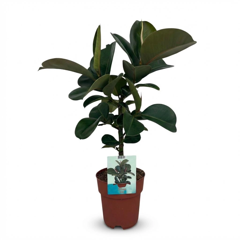 Ficus Elastica Cloe Gummibaum frontal