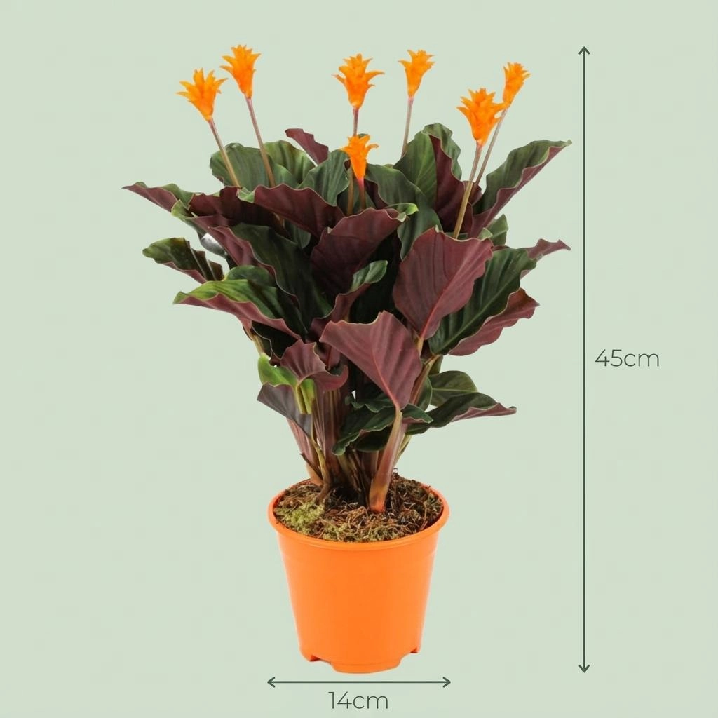 Calathea Crocata im Raum