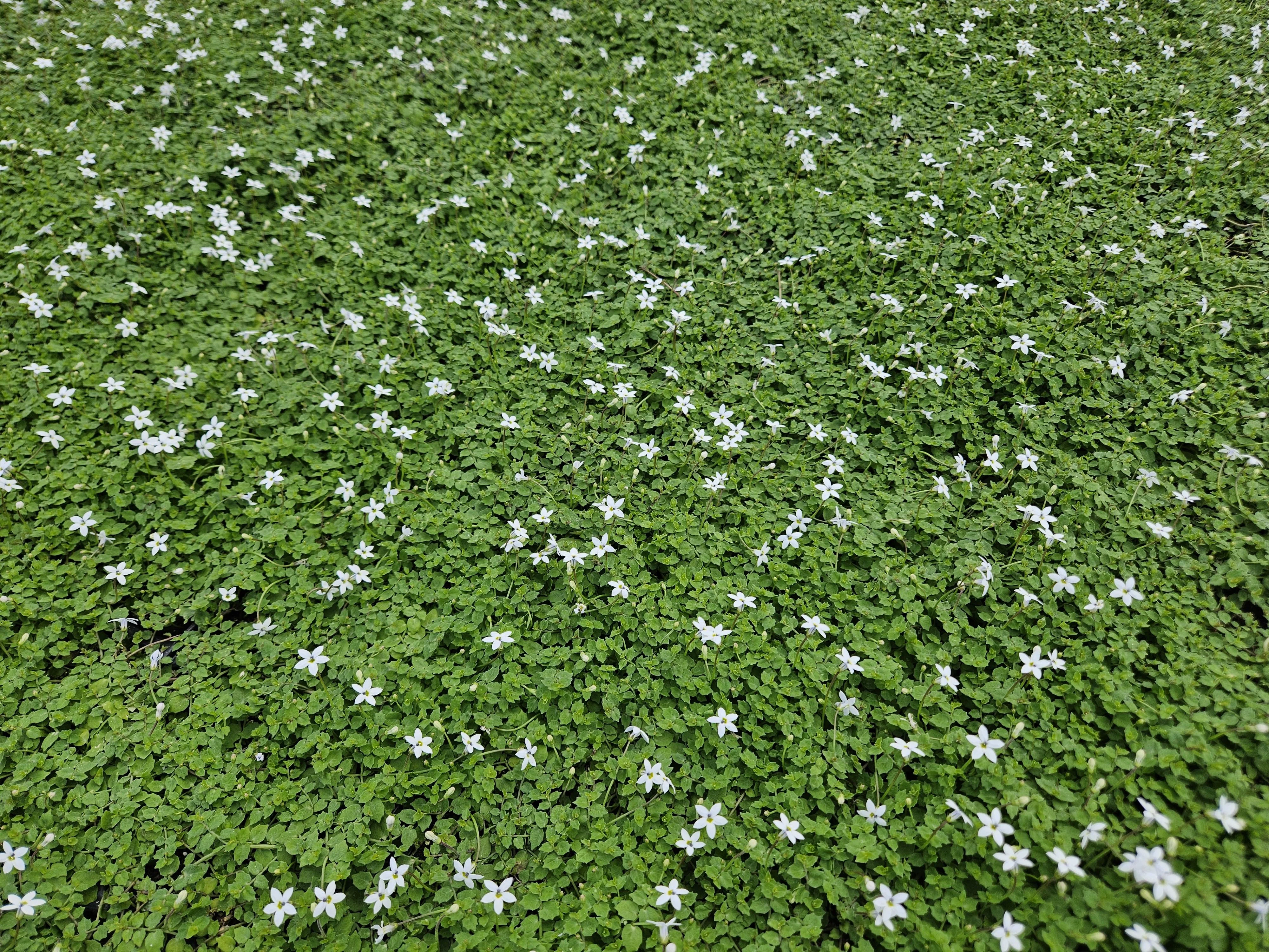 Isotoma fluviatilis 'Alba' im Garten