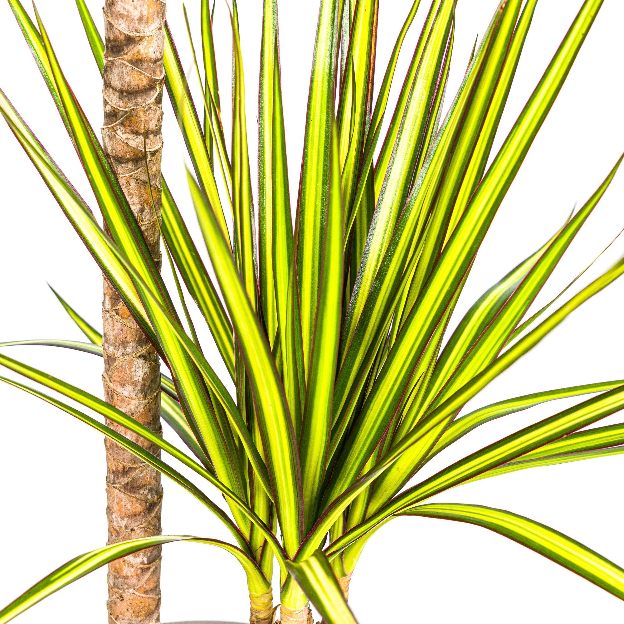 Dracaena Marginata Sunray Pflanze