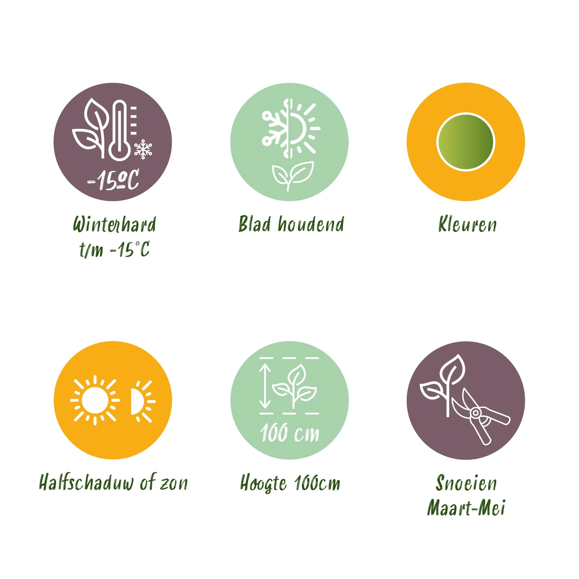 Nahaufnahme: goldgelbe bis rote Blätter der Leucothoe Curly Gold & Red