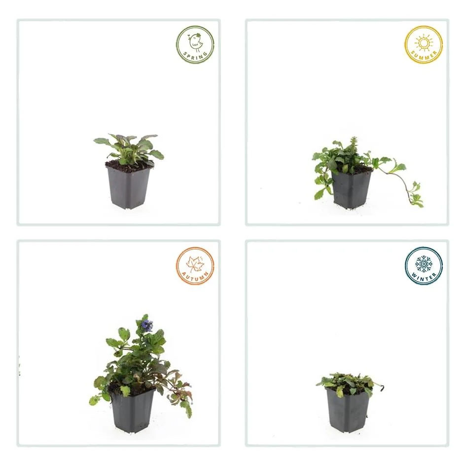 Ajuga reptans 'Catlin's Giant' Blattwerk