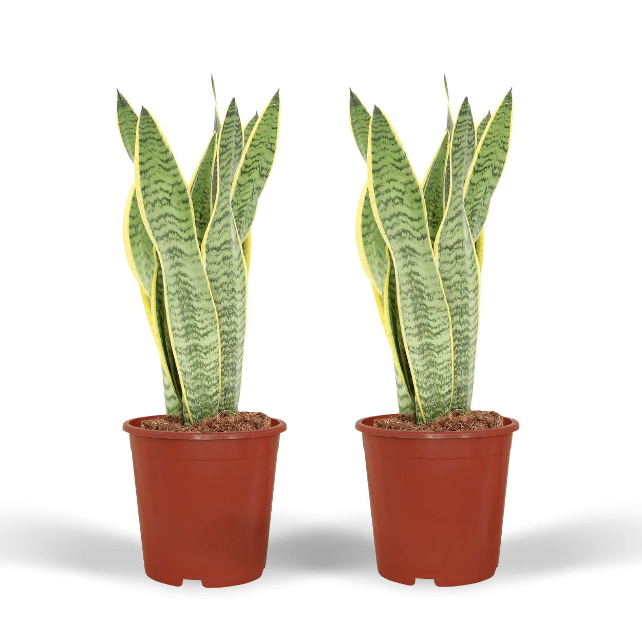 Sansevieria Laurentii - Frauenzunge
