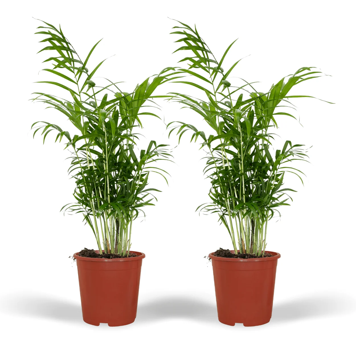 Chamaedorea Elegans - Mexikanische Bergpalme