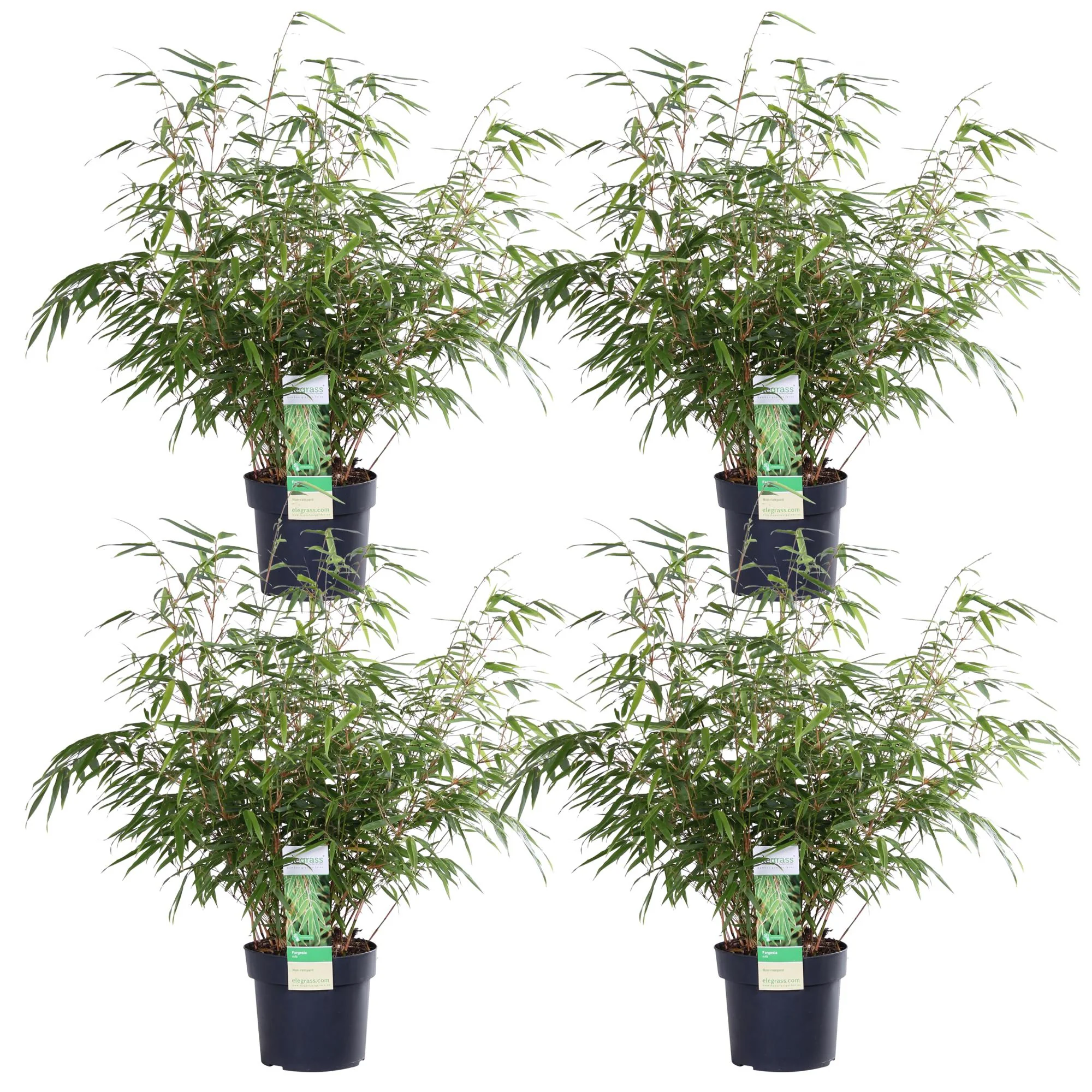 Detailaufnahme Fargesia fufa