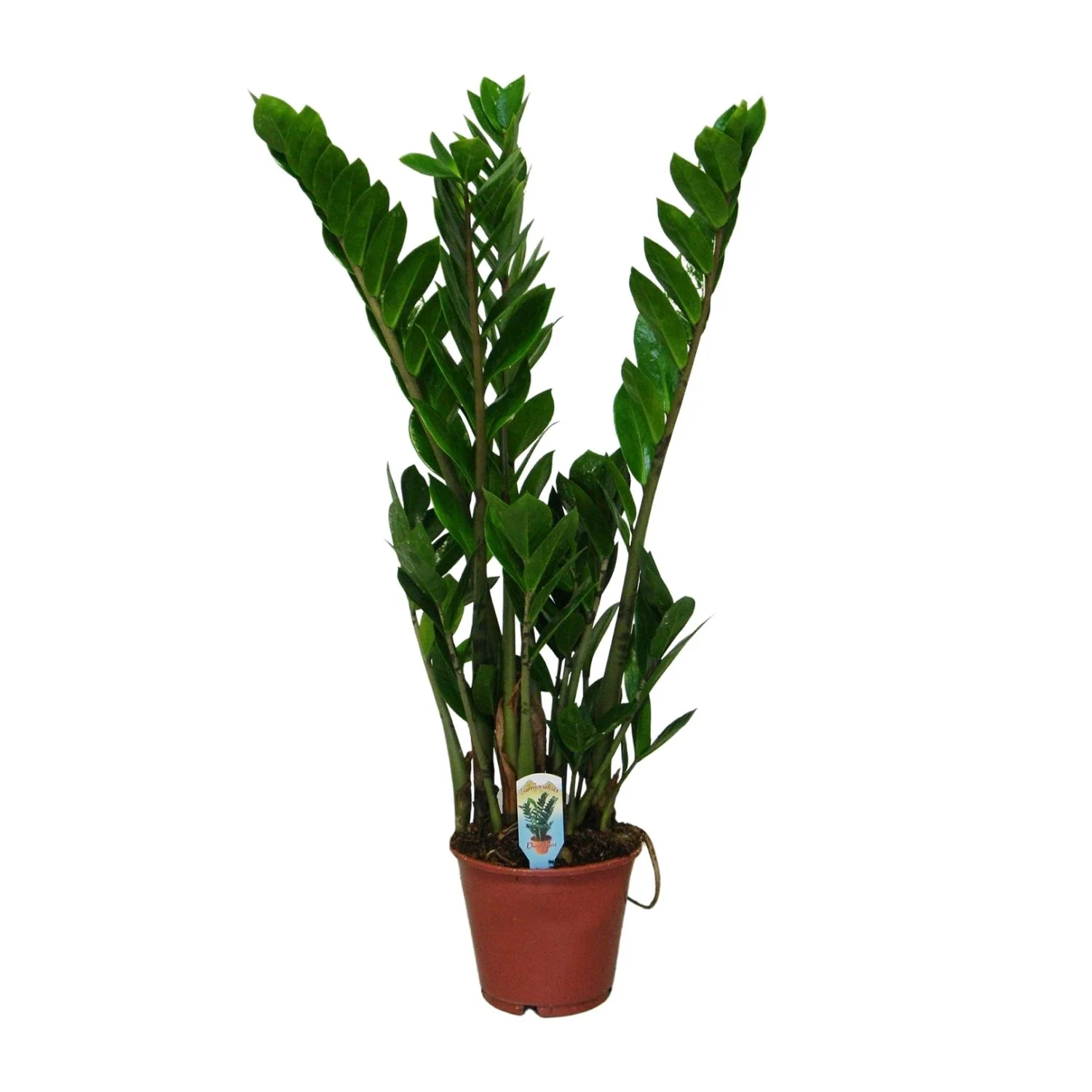 Zamioculcas zamiifolia in einem modernen Raum