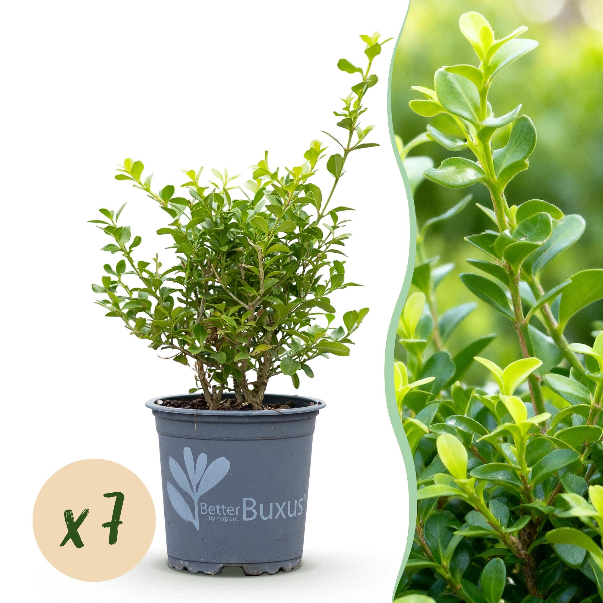 BetterBuxus Hecke – dichter, grüner Buchsbaum