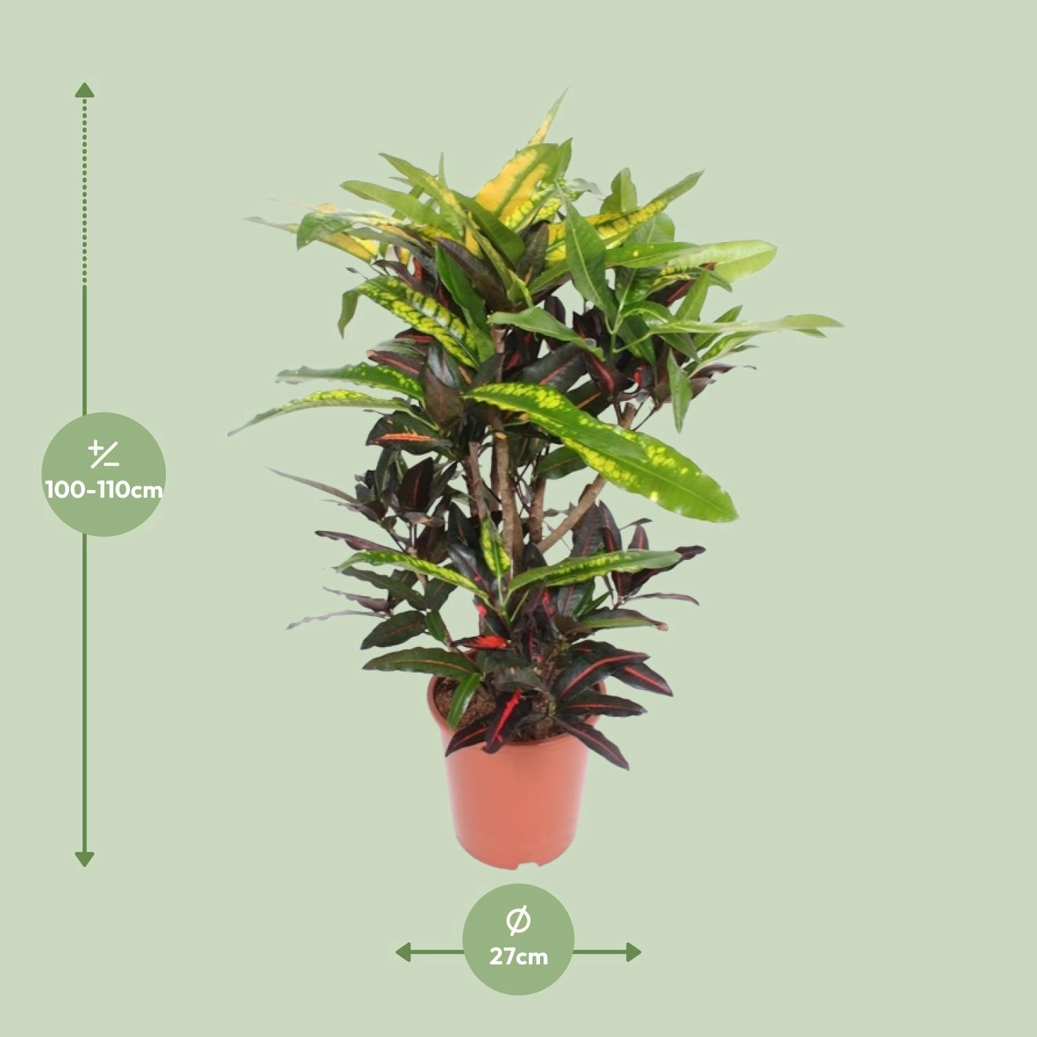 Codiaeum Mango in voller Pracht