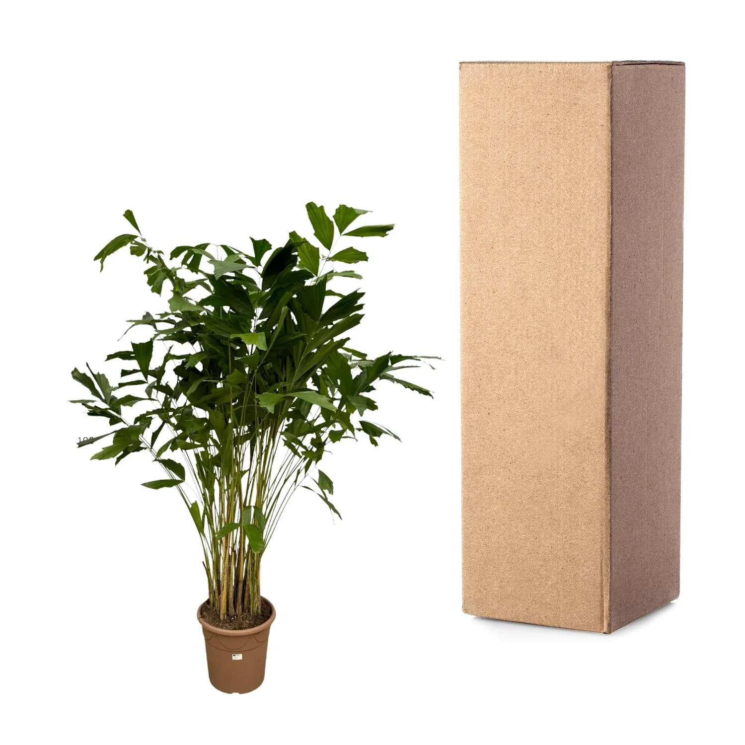 Caryota Mitis in einem Wohnambiente