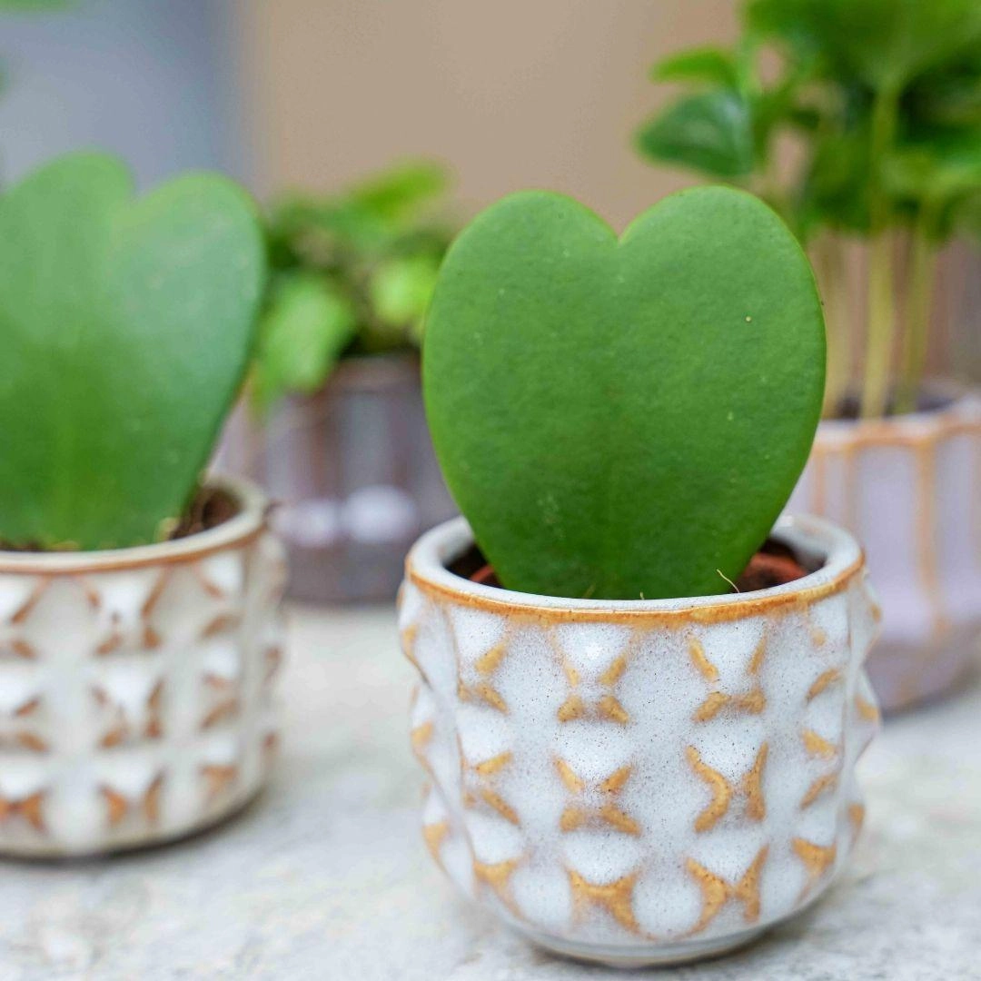 Mini Pflanzen Set San Juan - Produktansicht mit Keramiktöpfen