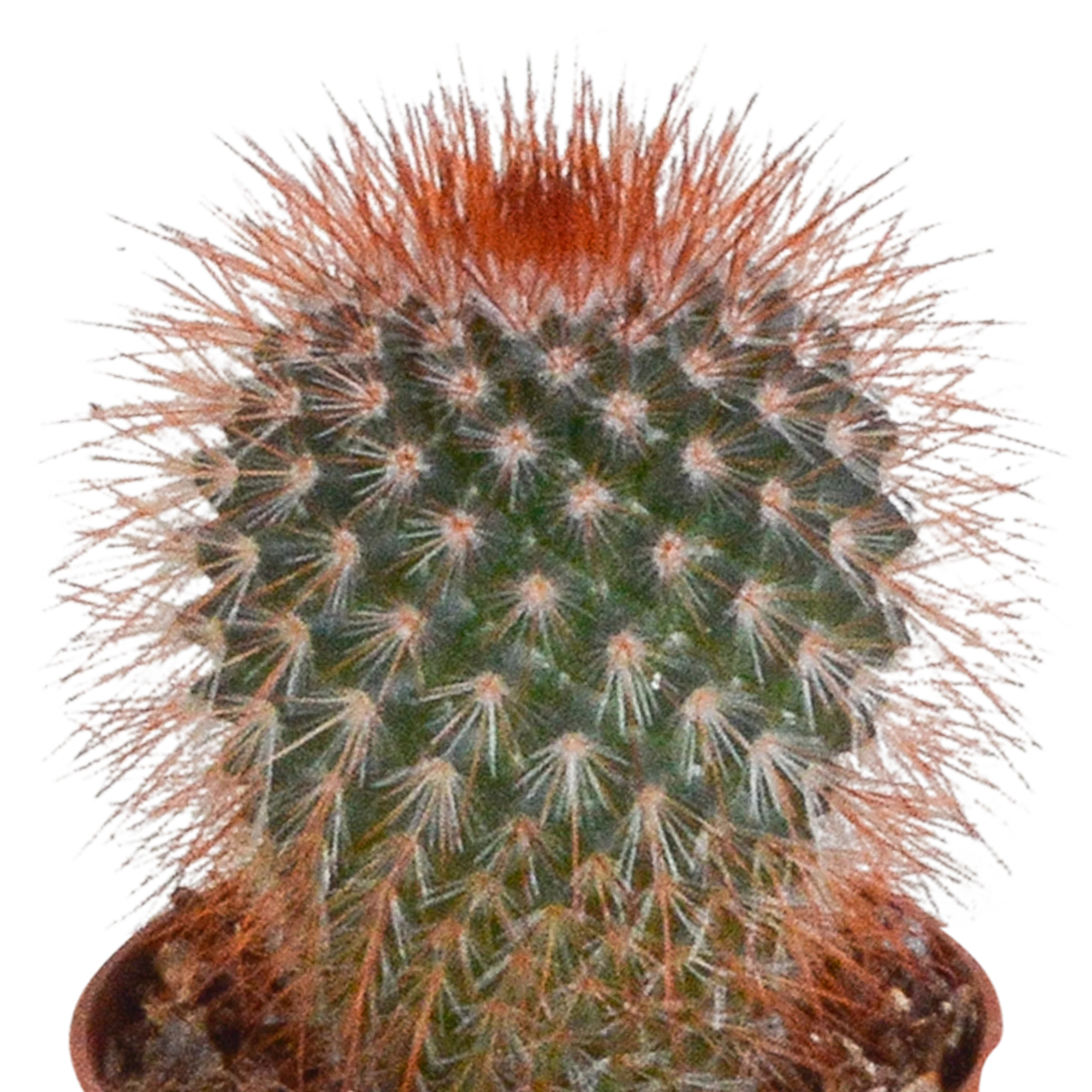 Kaktus in Wohnumgebung