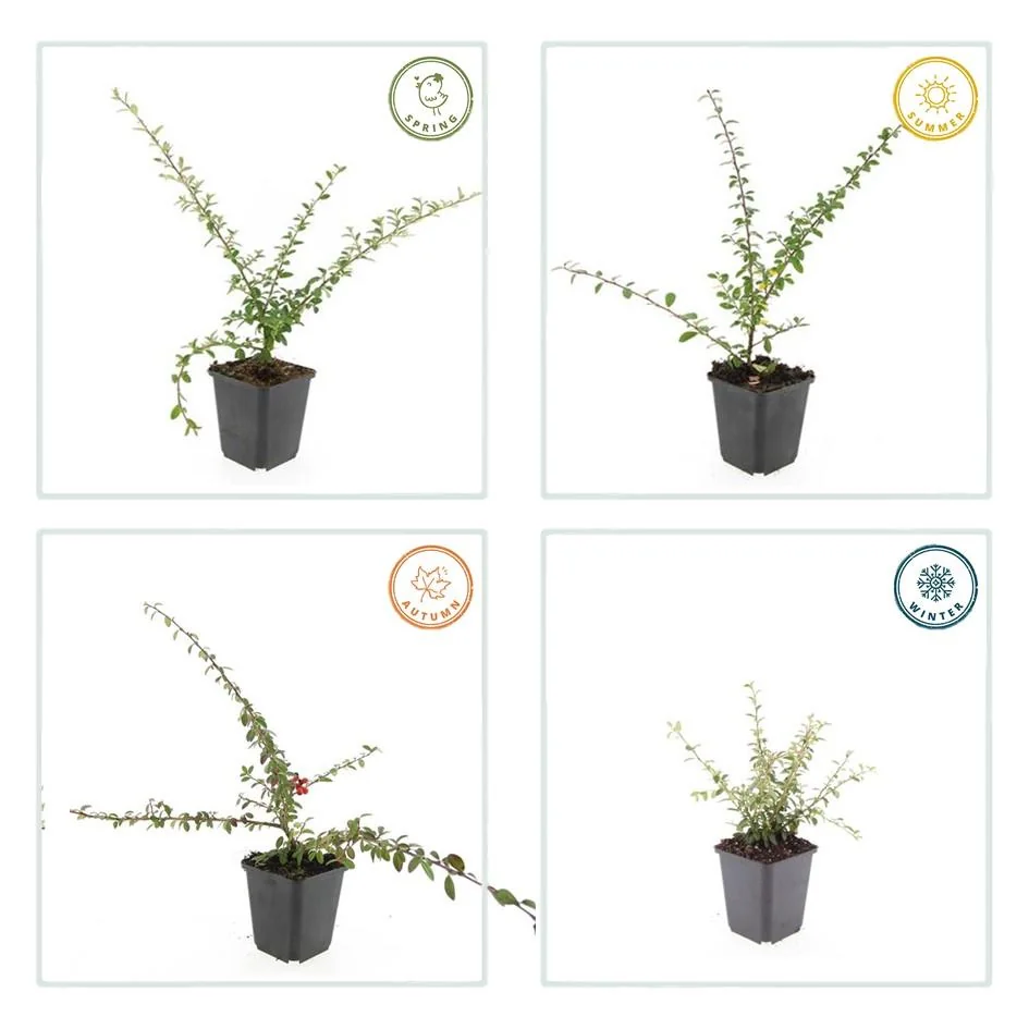 Cotoneaster suecicus 'Coral Beauty' mit Blüten