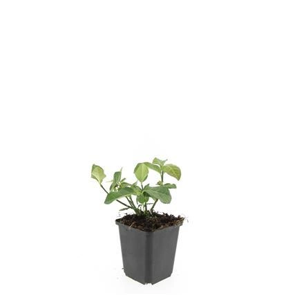 Euonymus fortunei 'Dart's Blanket' im Garten