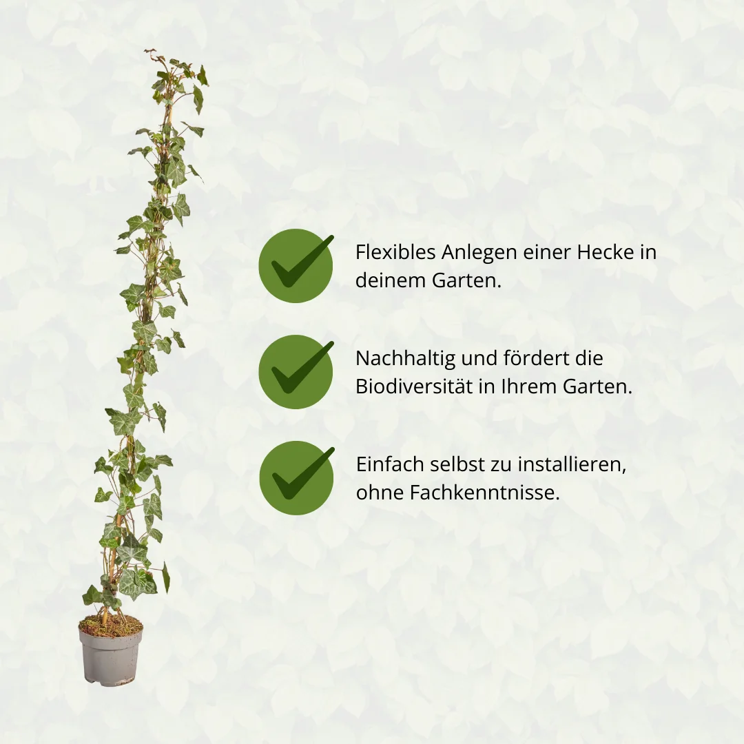 Hedera Hibernica Efeu im Garten