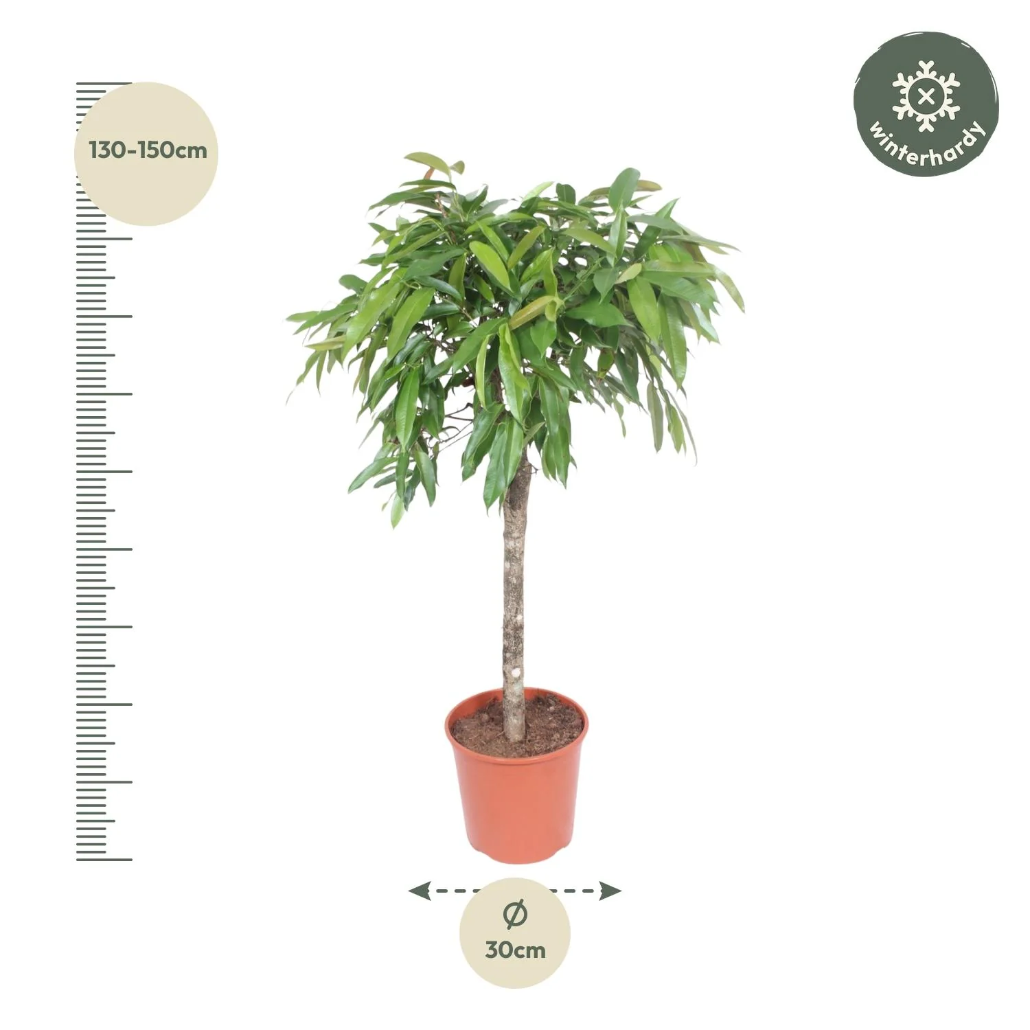 Ficus Amstel King mit geflochtenem Stamm