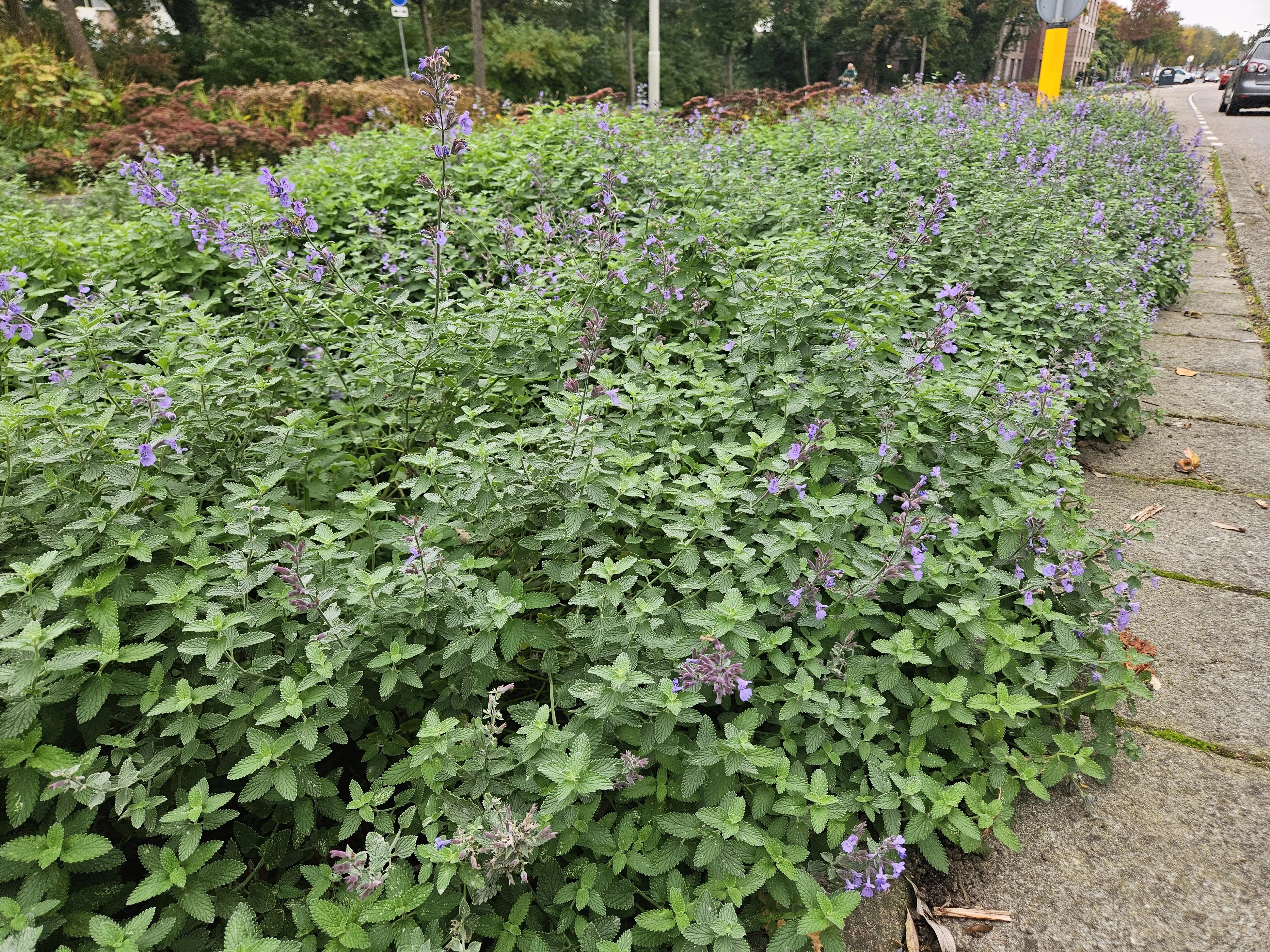 Nepeta 'Walker's Low' – Pflanze