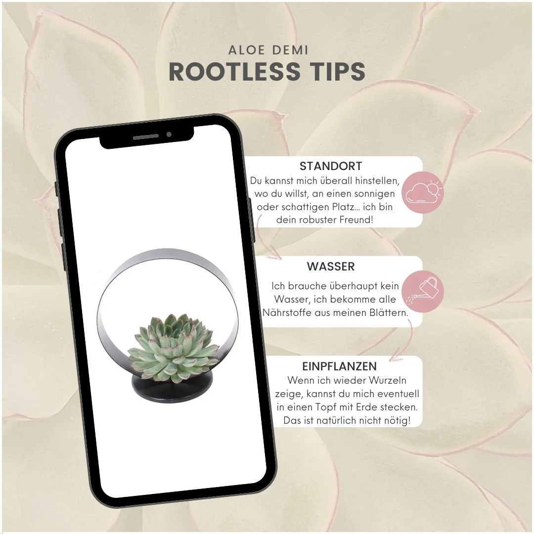Echeveria pulidonis als Rootless-Sukkulente