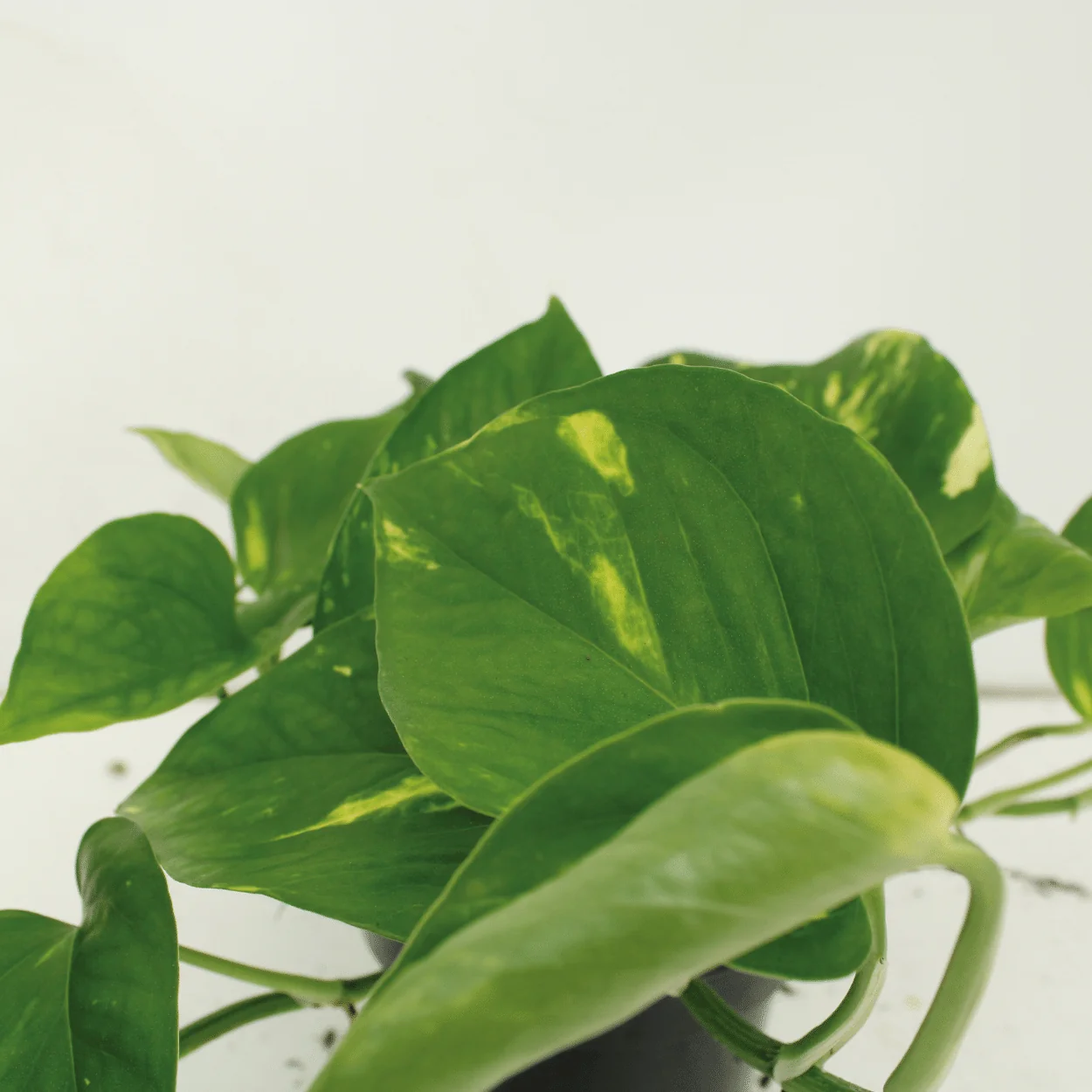 Epipremnum Aureum im Wohnraum
