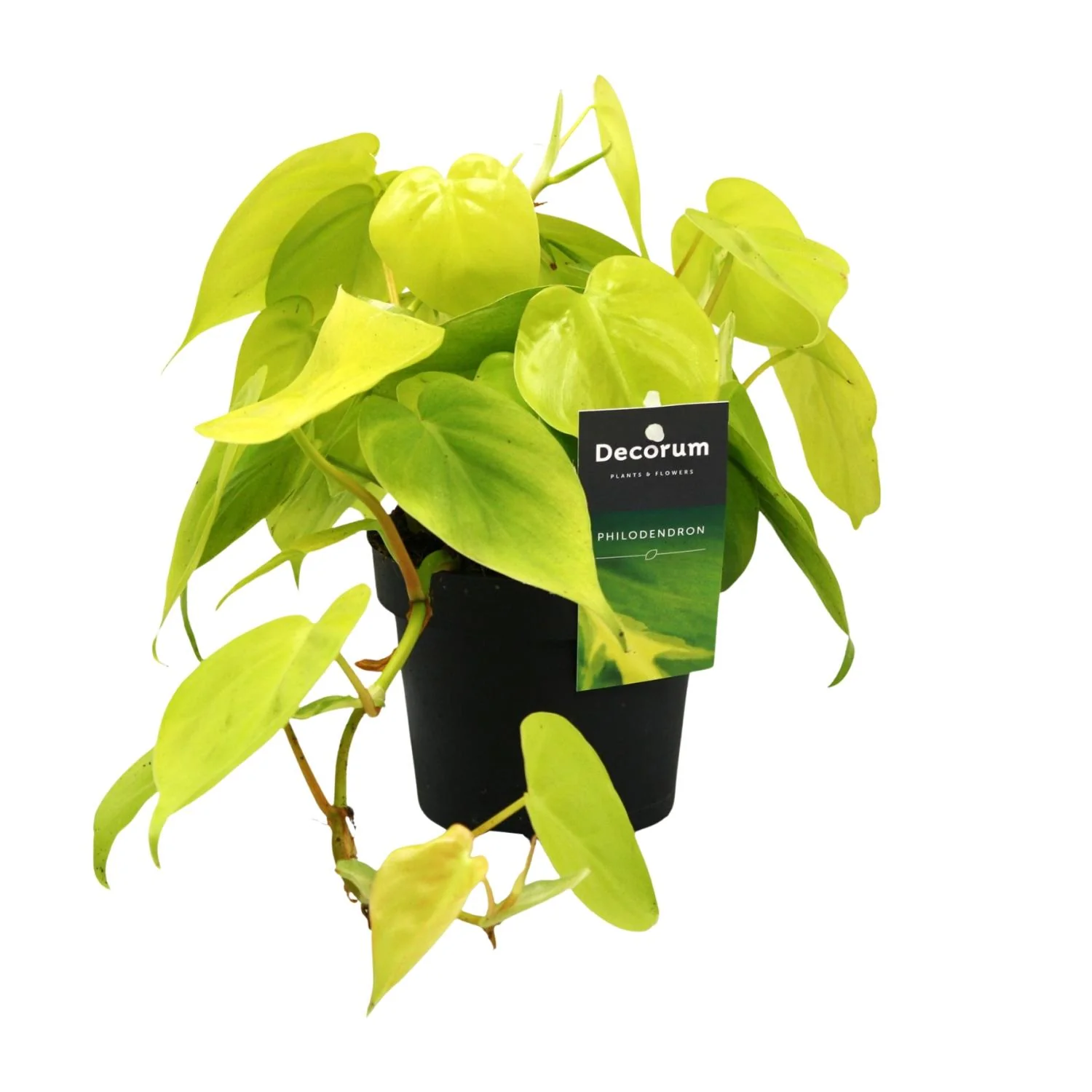Philodendron Lime im Raum