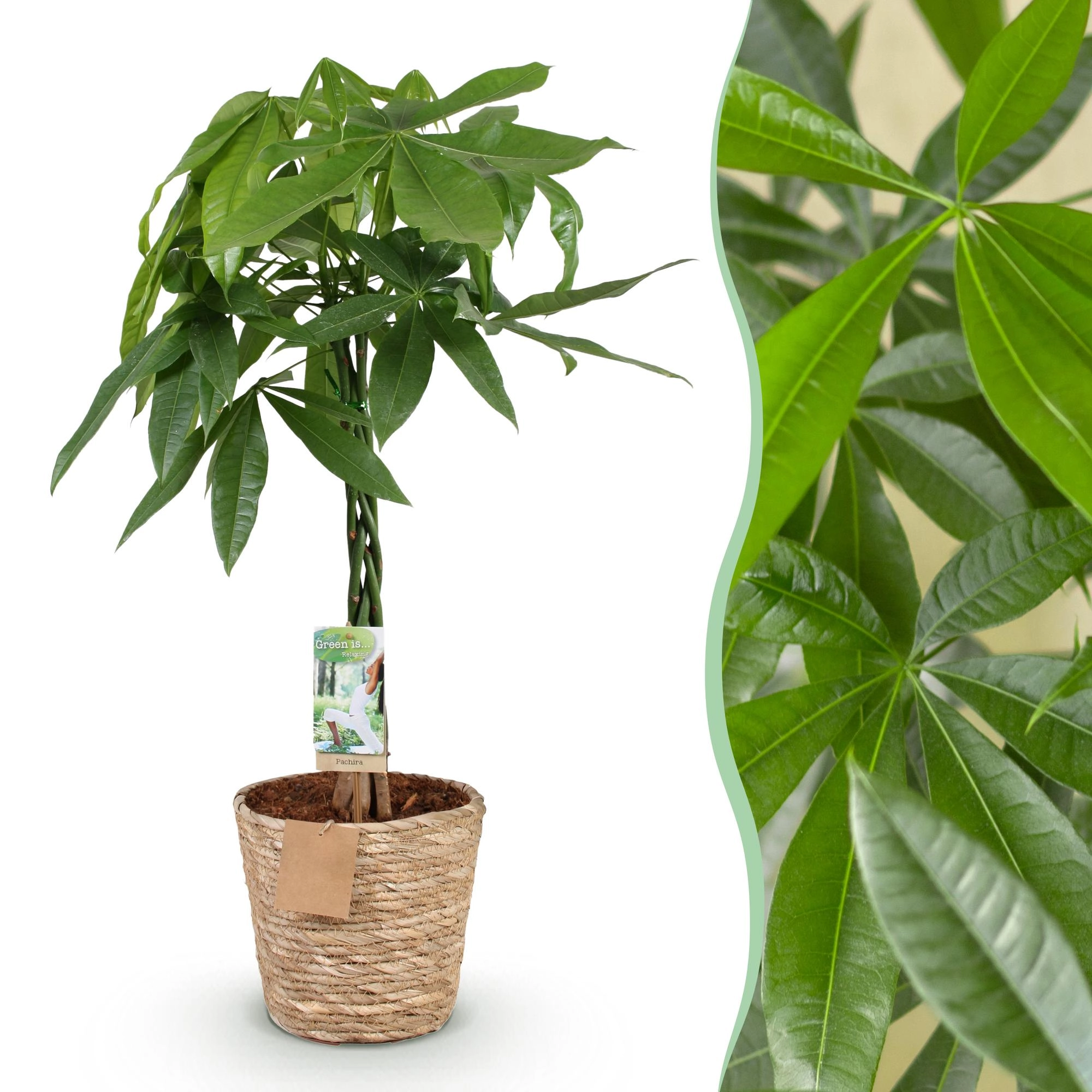 Pachira Aquatica - Geldbaum