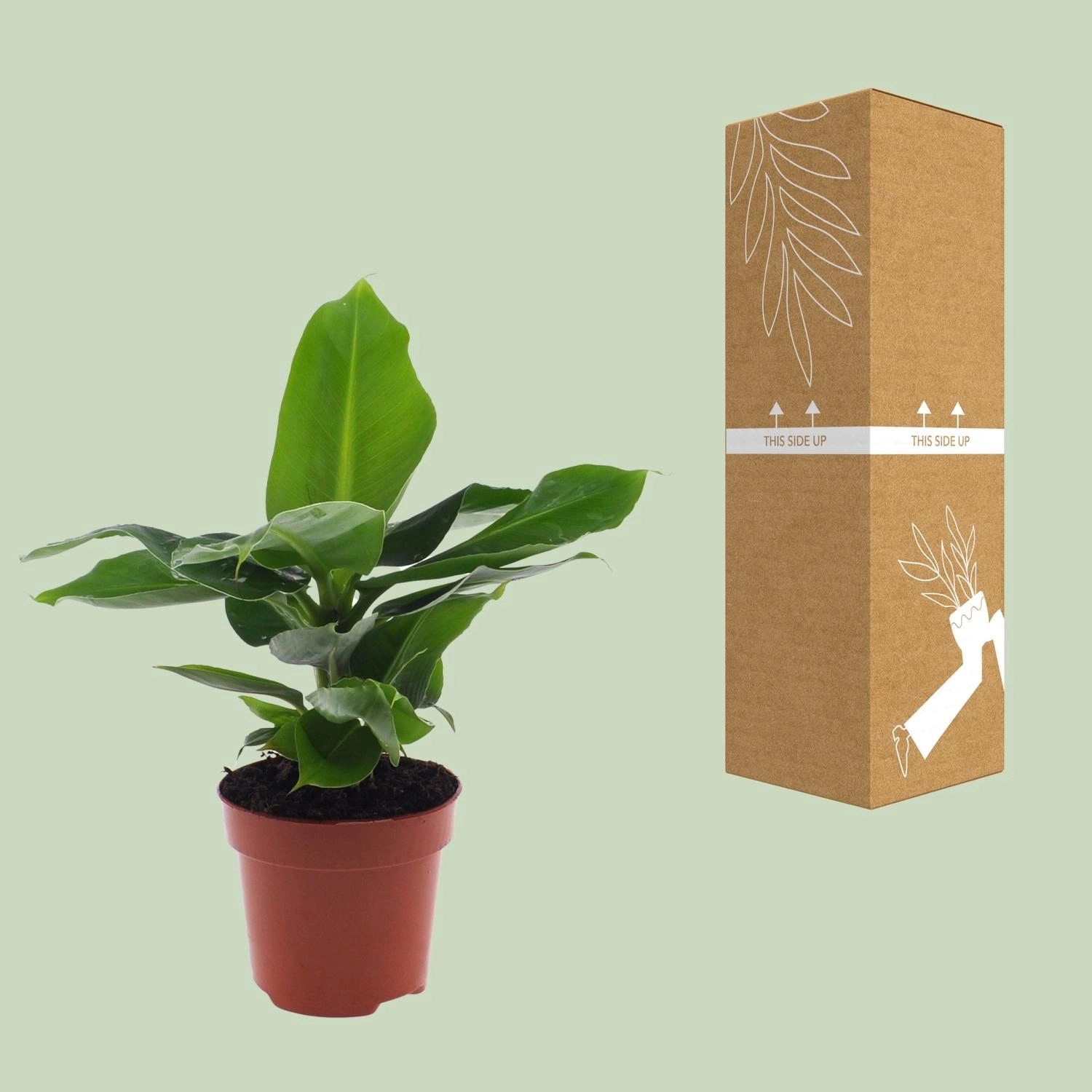 Detailansicht des Bananenbaums mit großen Blättern