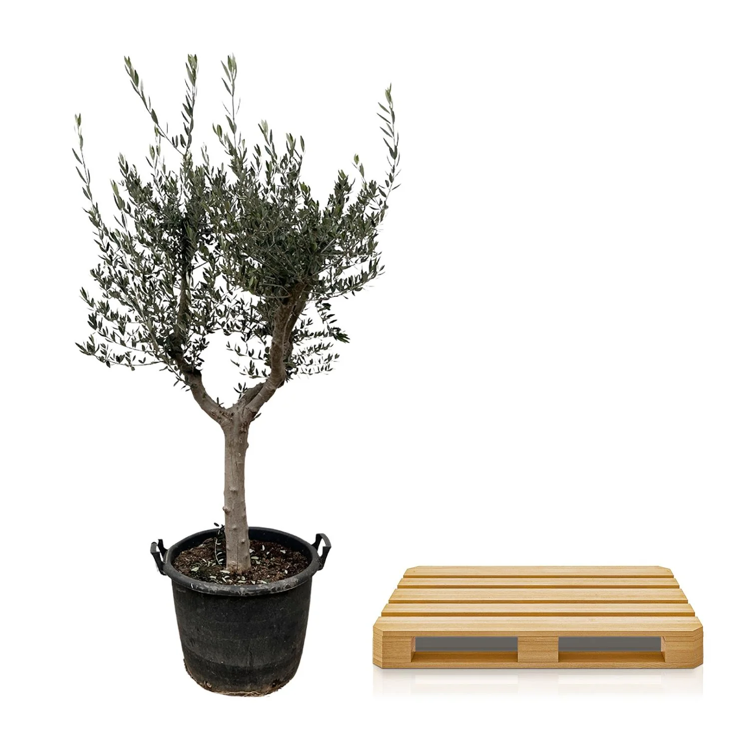 Olea Europaea - Olivenbaum
