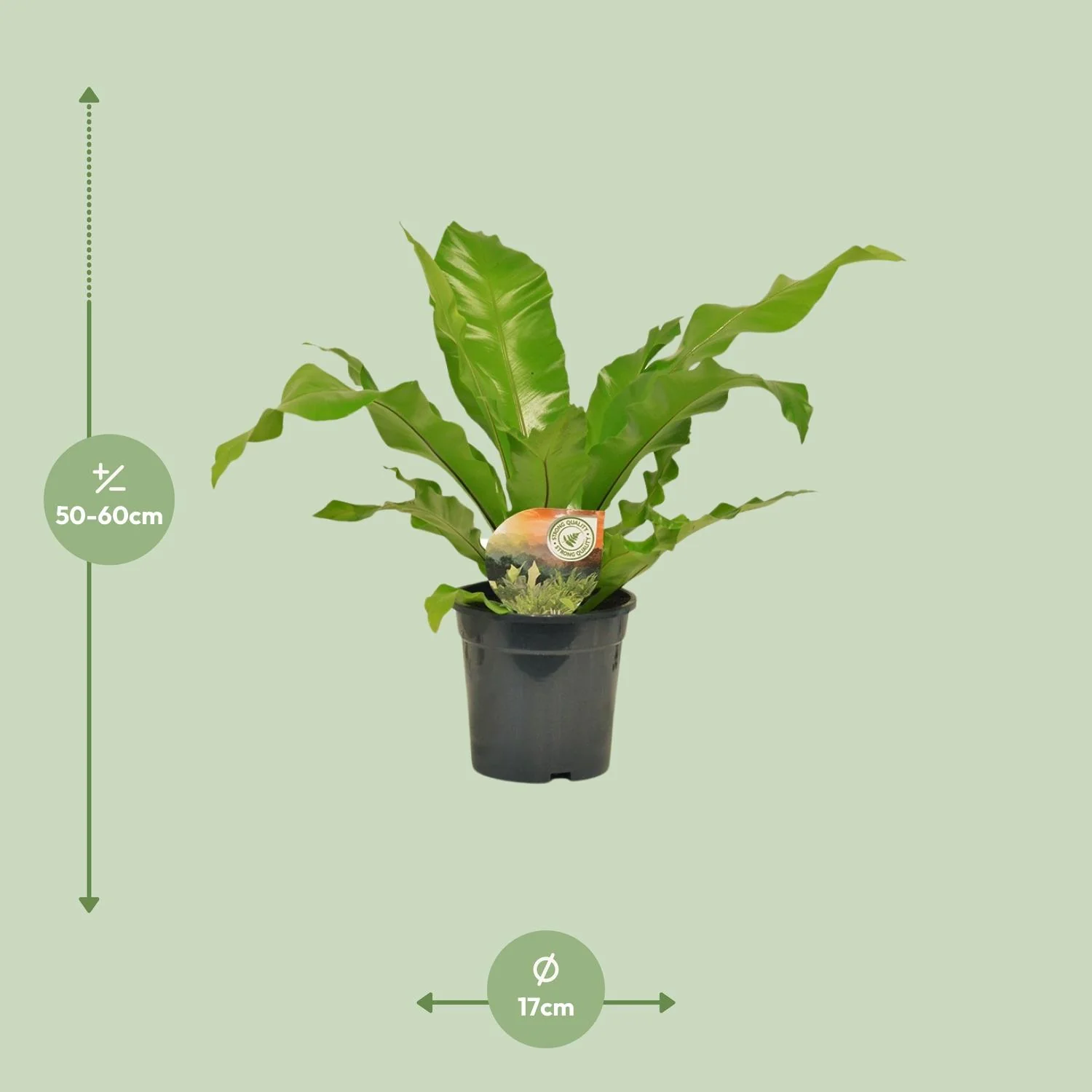 Detailaufnahme des Asplenium Nidus