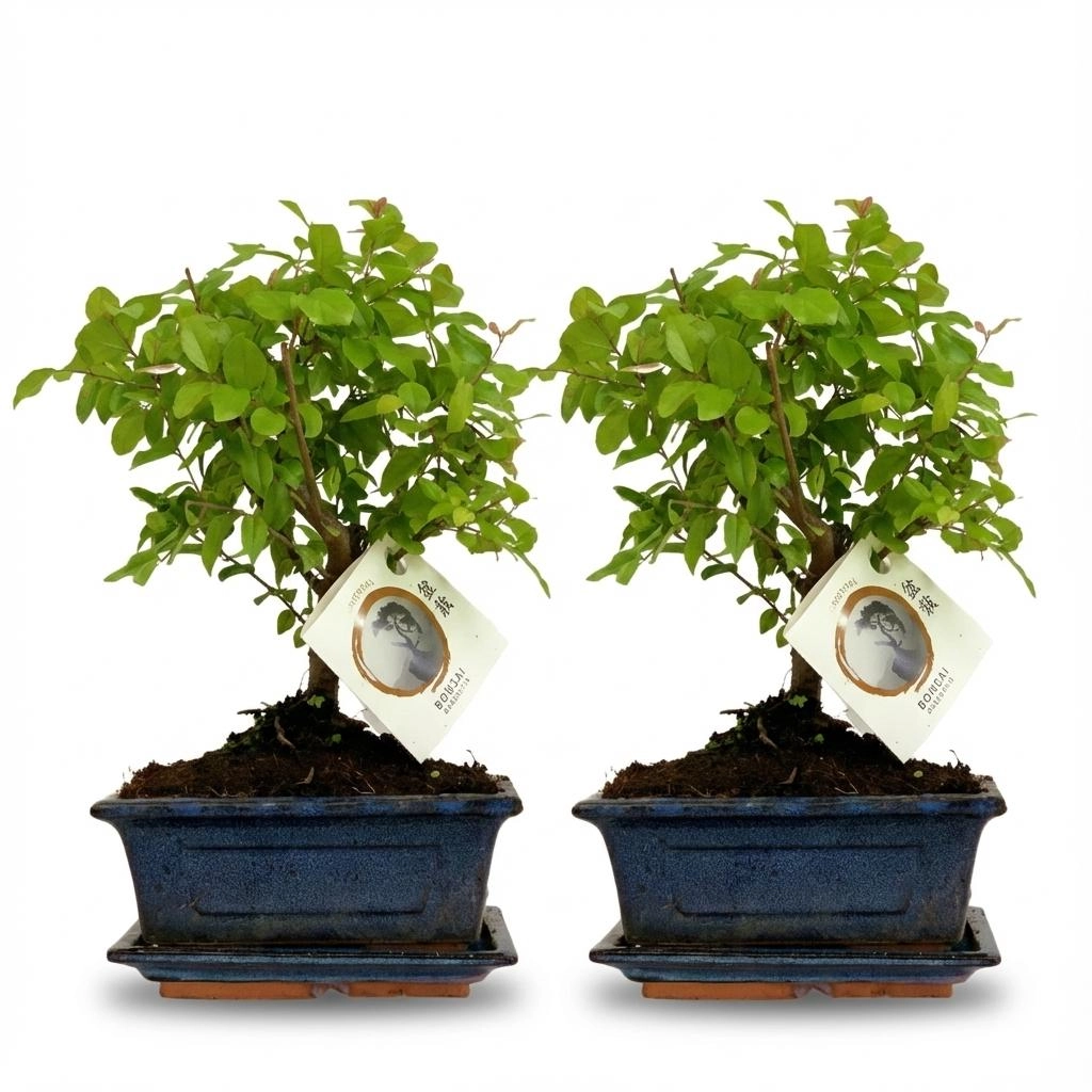 Bonsai mit kugelförmiger Krone