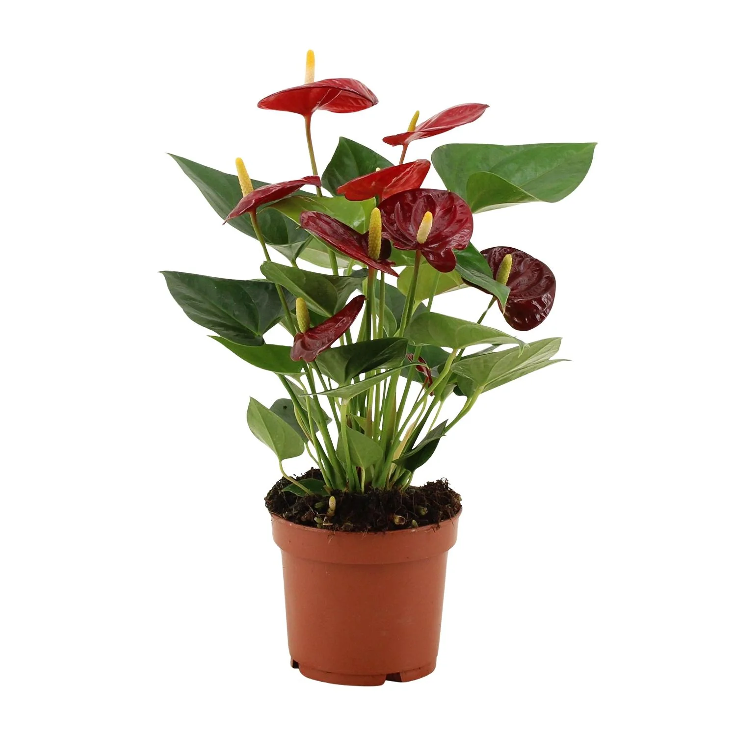Anthurium Zimmerpflanze