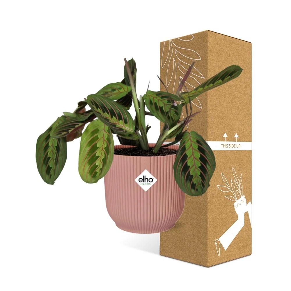 Detailansicht der Maranta Leuconeura