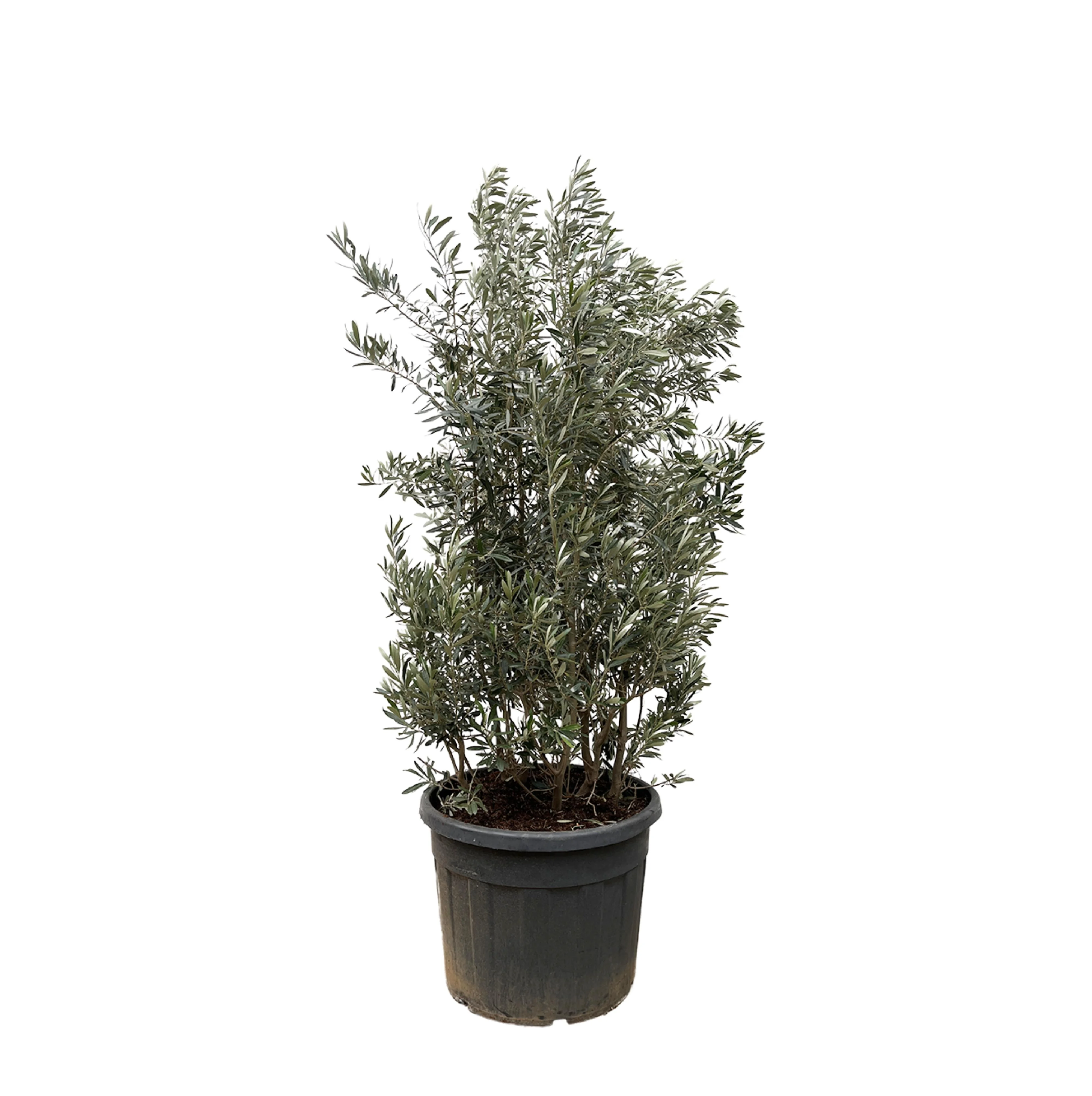 Olea Europaea
