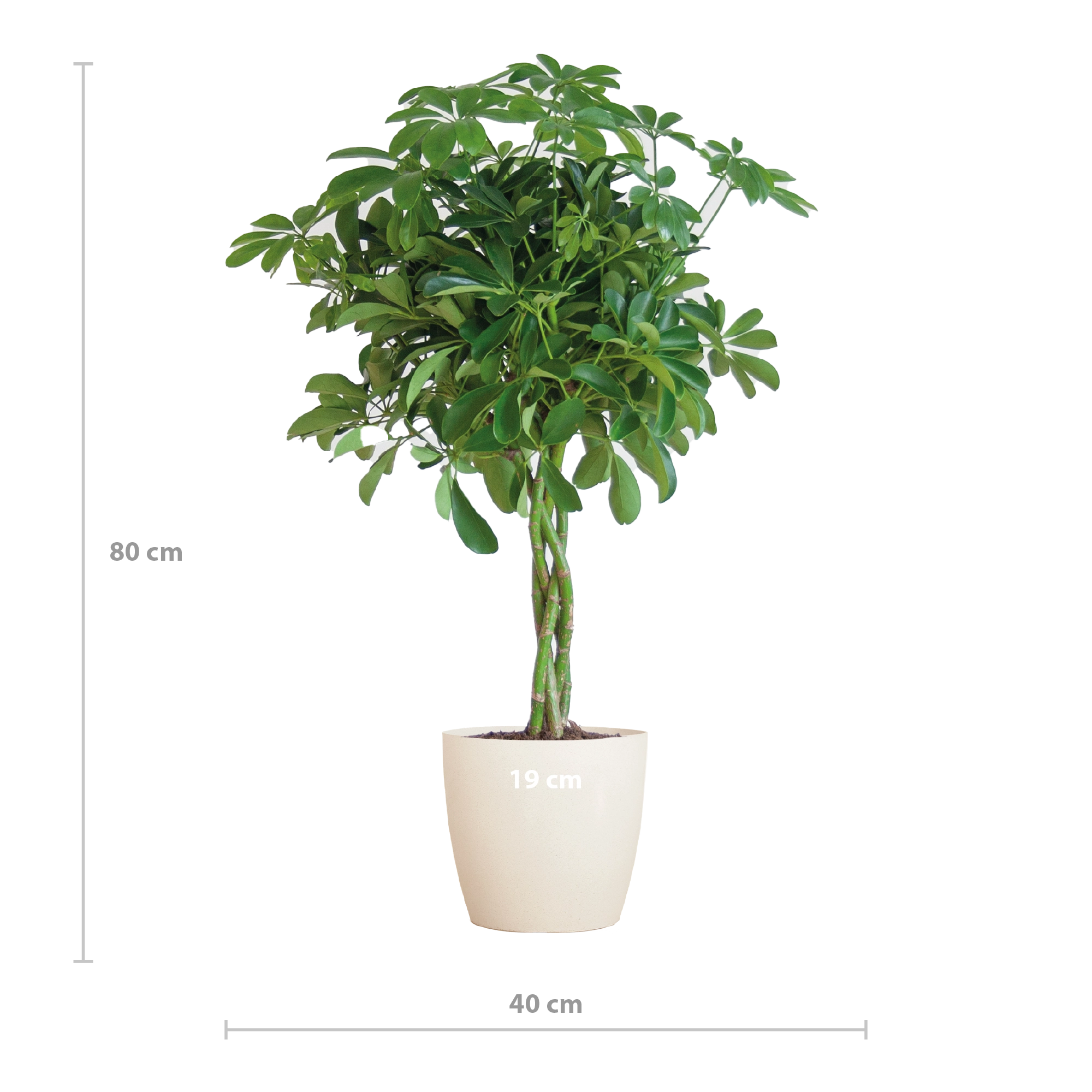 Schefflera Arboricola Nora - grünes Blattwerk