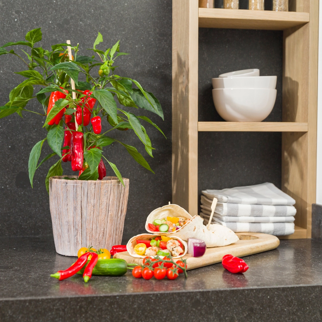 Rote Snack-Paprika Pflanze im Topf, frontale Ansicht