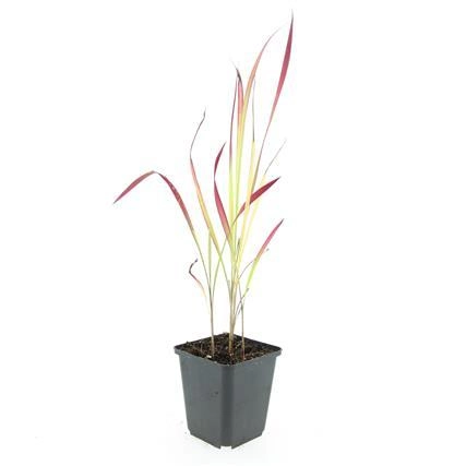 Imperata cylindrica 'Red Baron' in voller Pracht