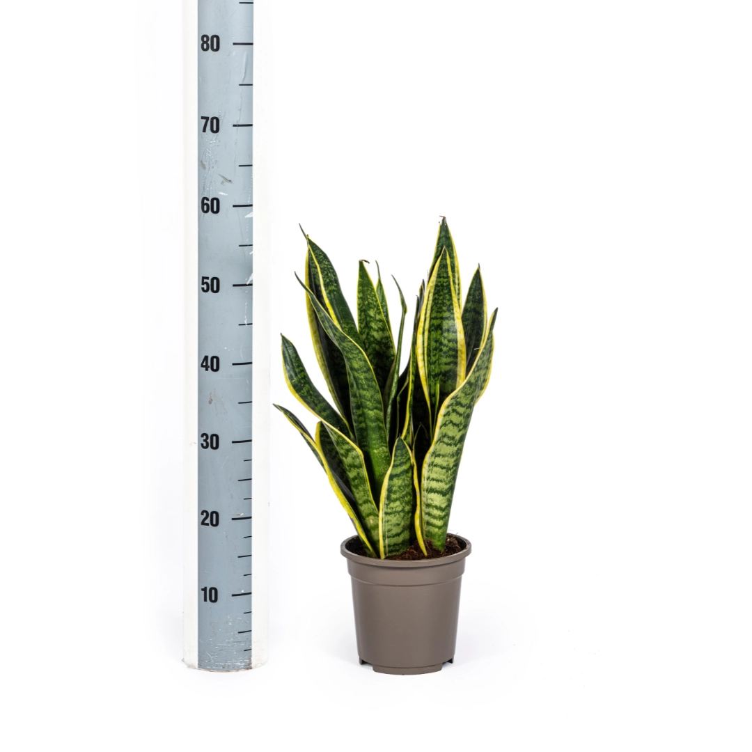 Detailansicht der Blätter der Sansevieria Trifasciata