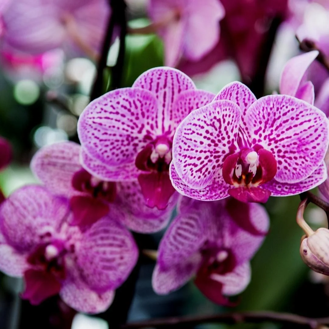 Detailaufnahme von Culvita Orchideenerde