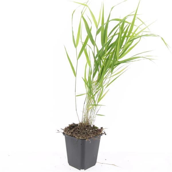 Hakonechloa macra in Gartenumgebung