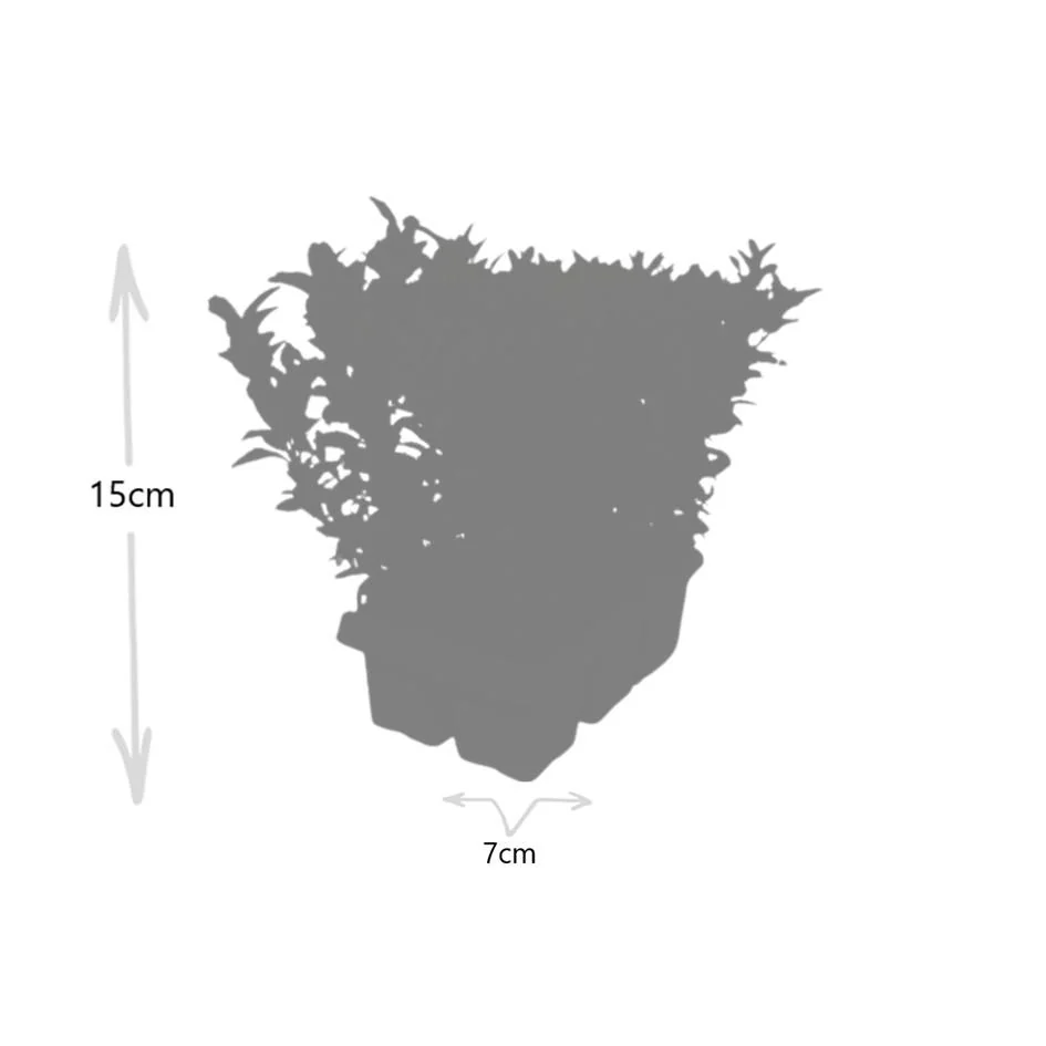 Euonymus 'Green Spire' im Garten