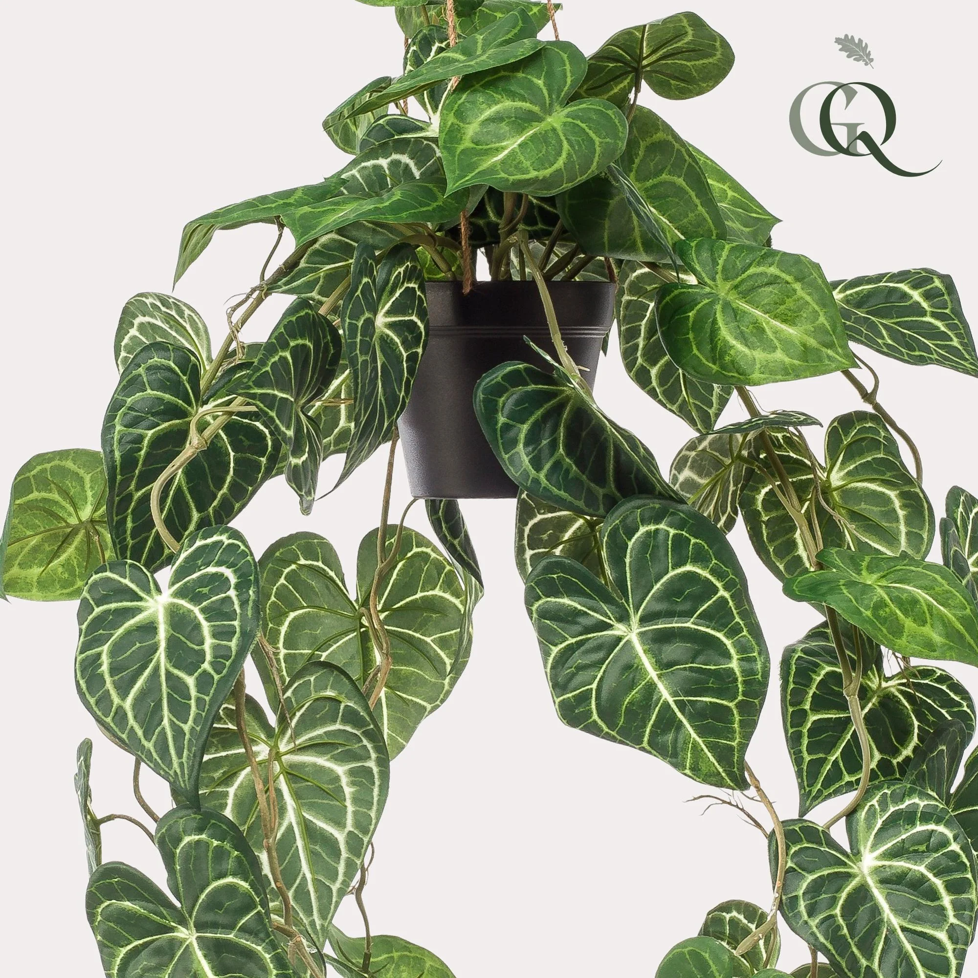 Anthurium Clarinervium Detailansicht