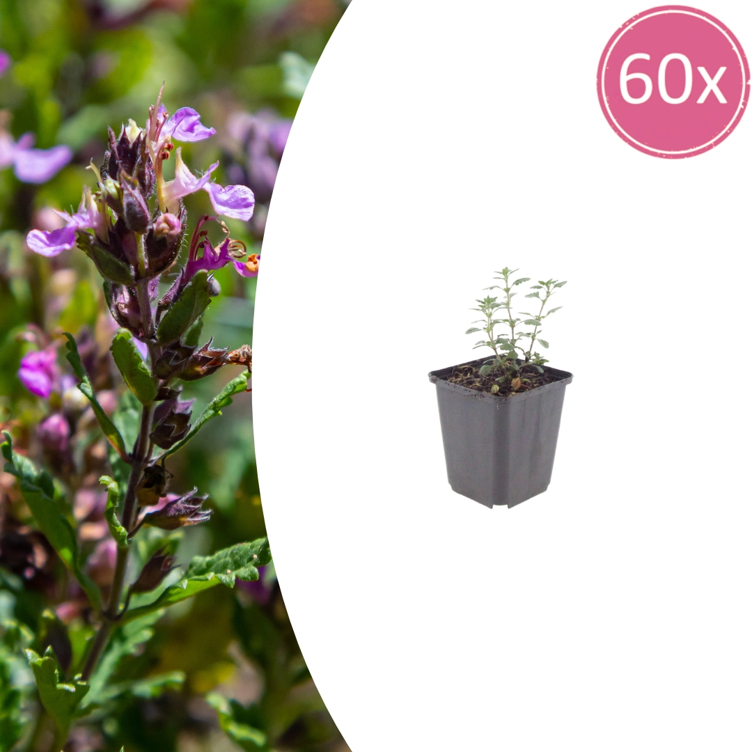 Teucrium lucidrys in der Gartenlandschaft